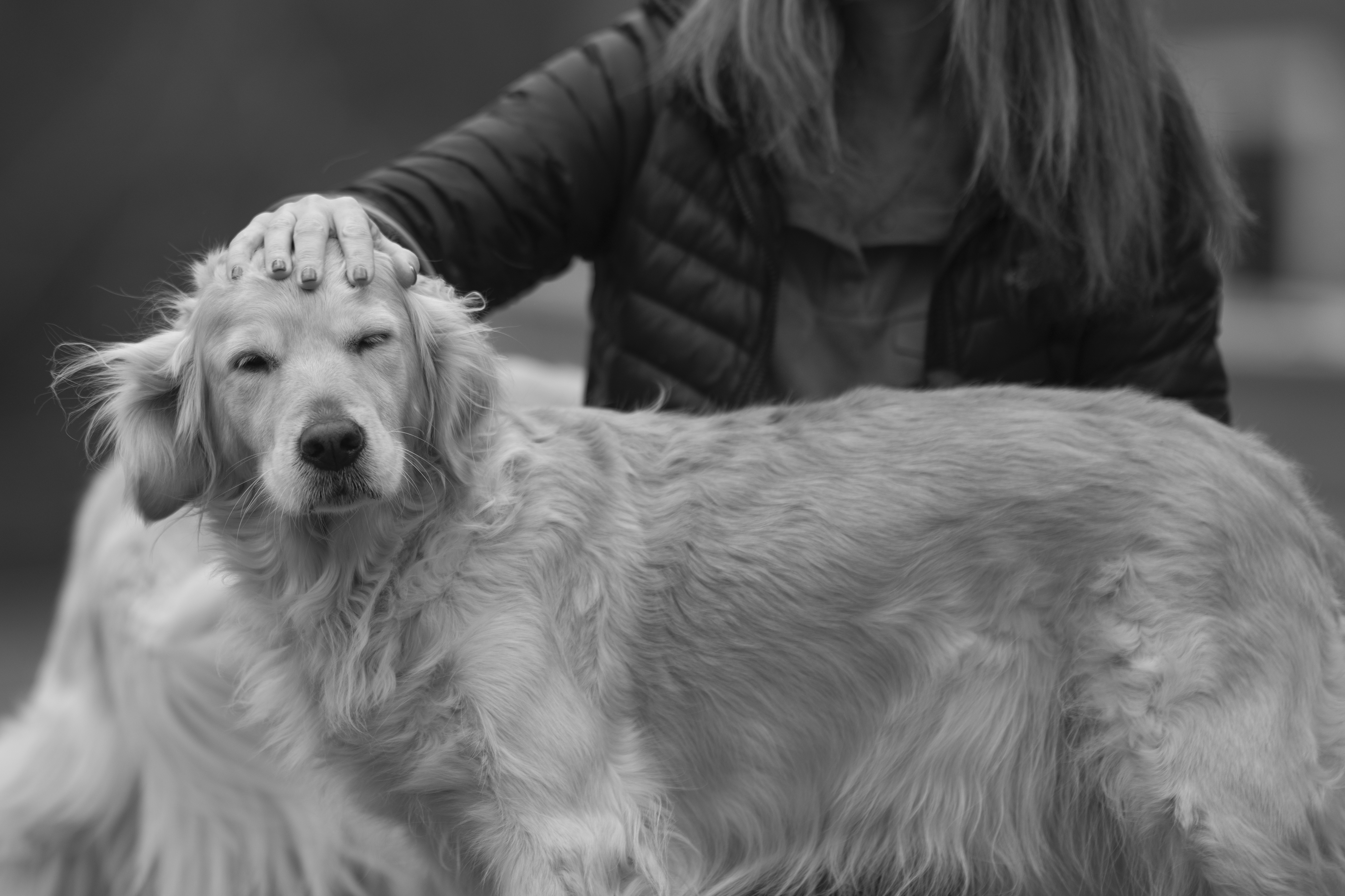 Our Dogs — ScRaMartinPiper115