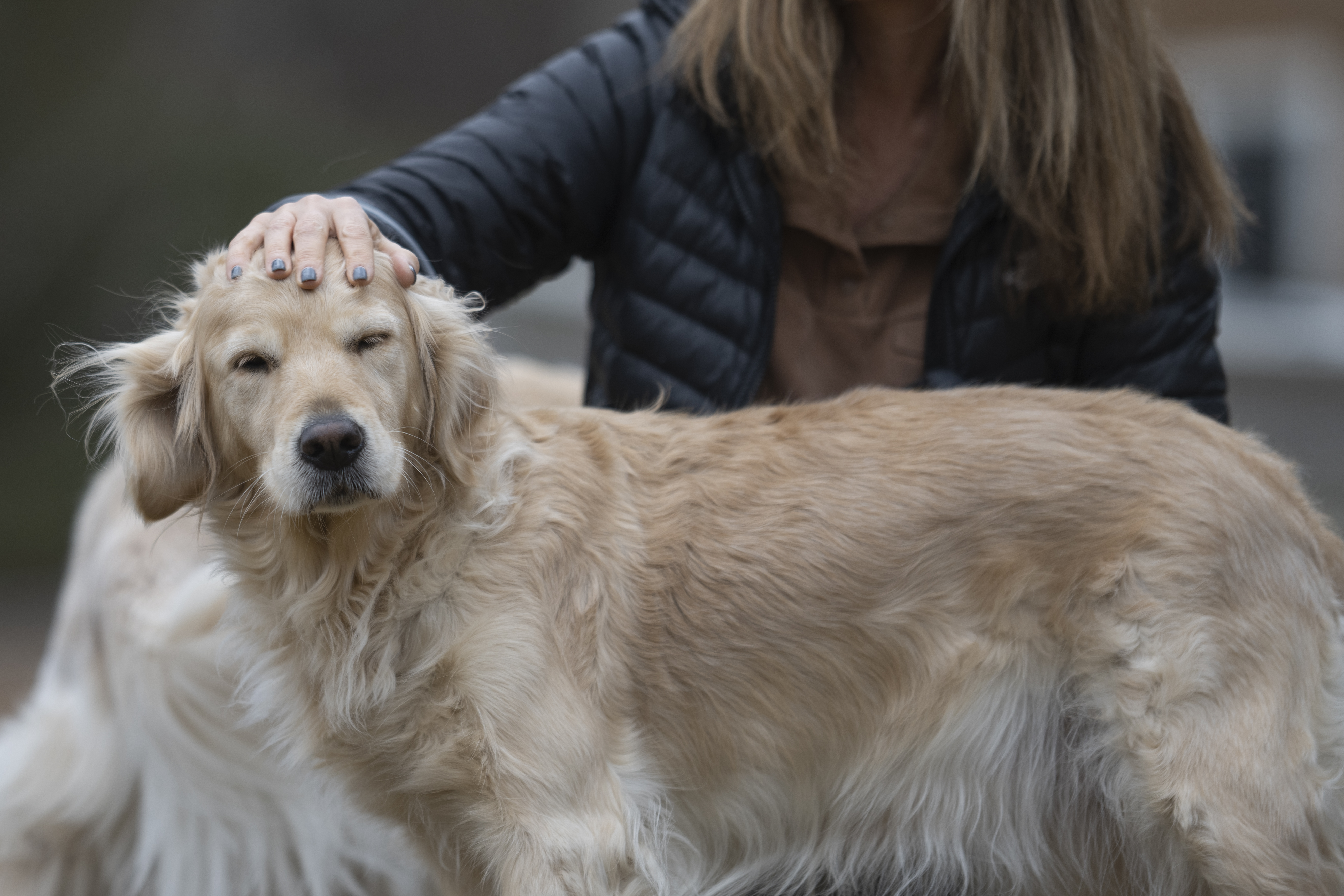 Our Dogs — ScRaMartinPiper115 1