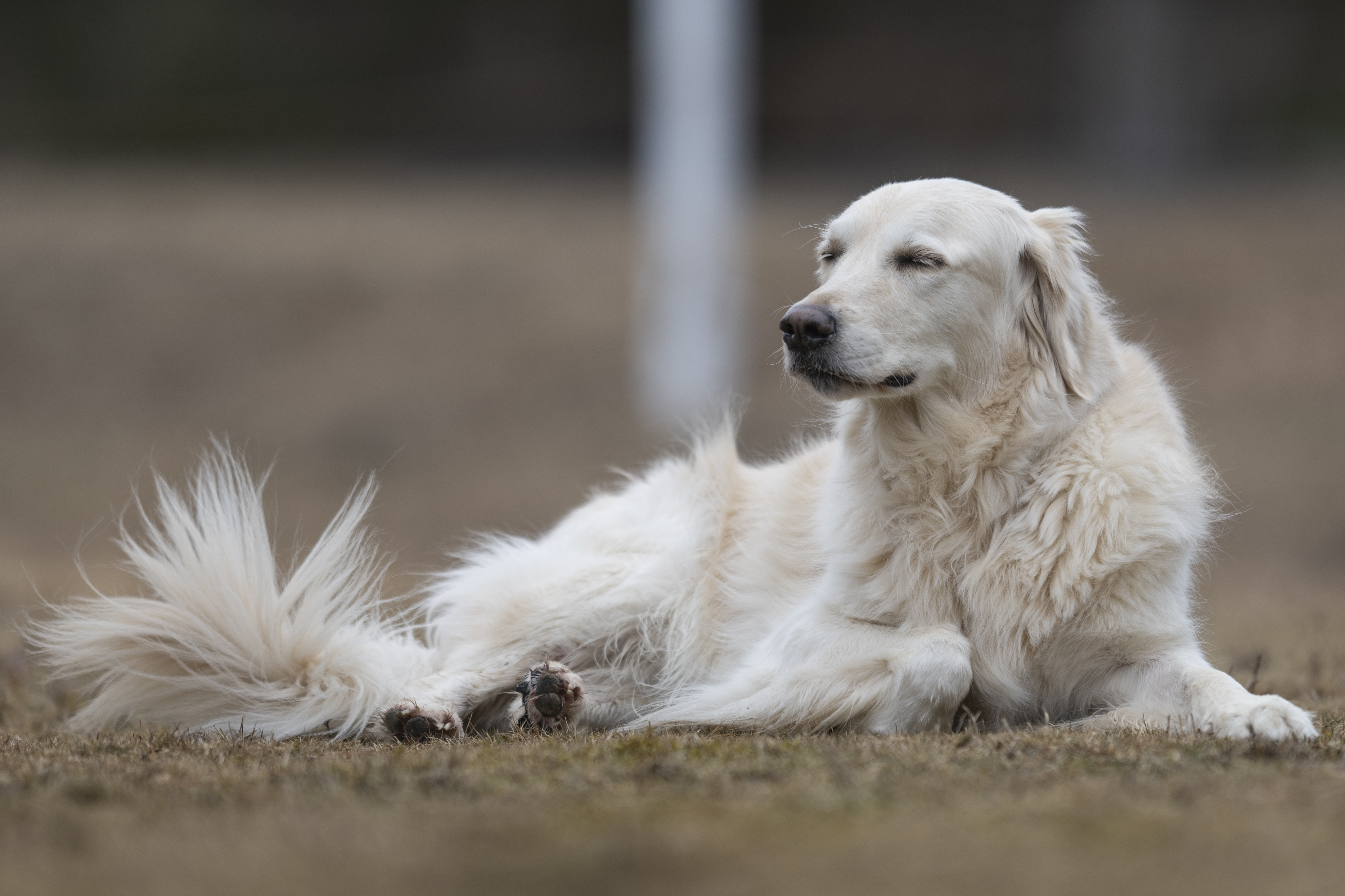 Our Dogs — ScRaMartinPiper151