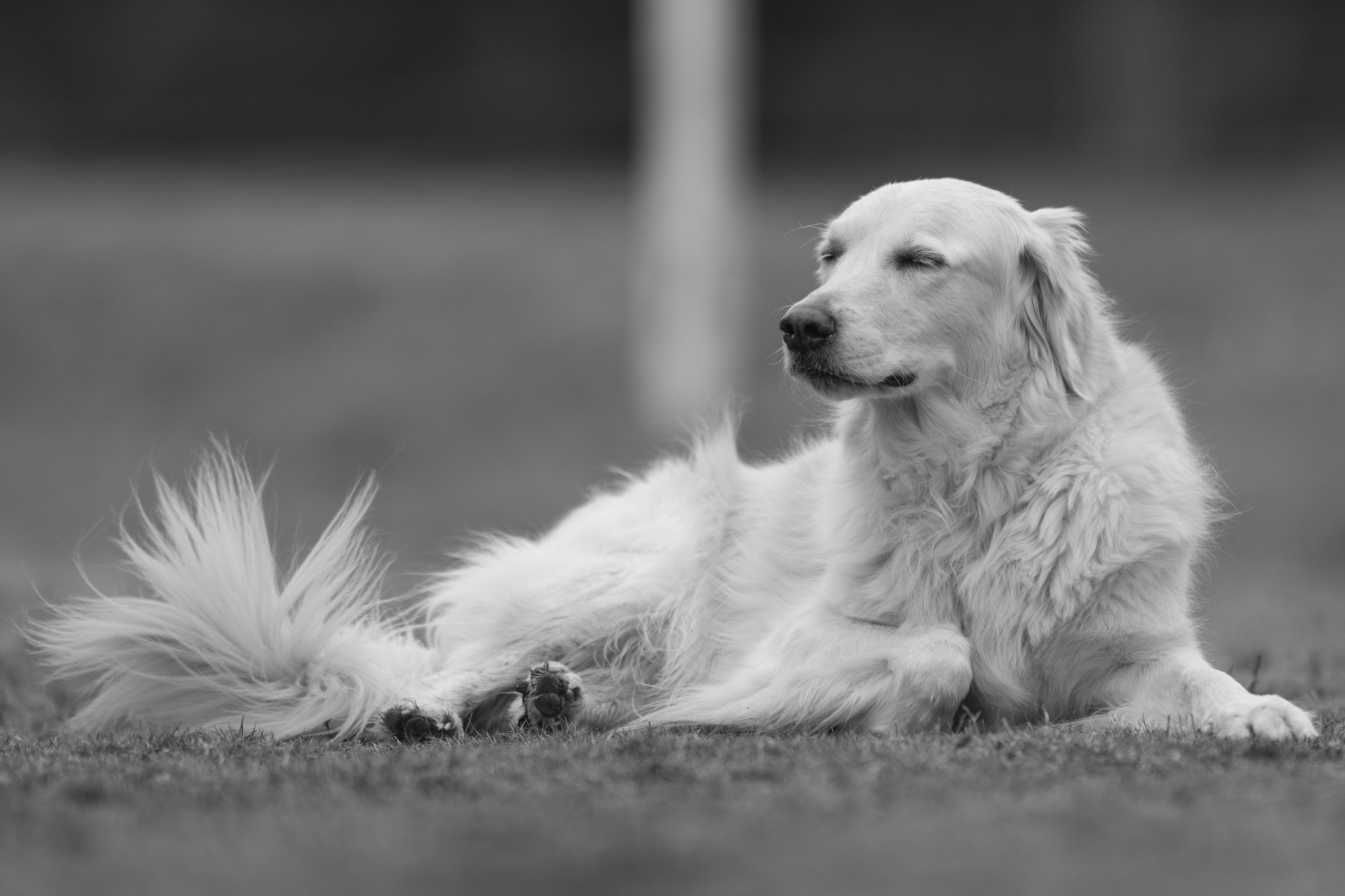 Our Dogs — ScRaMartinPiper151 1