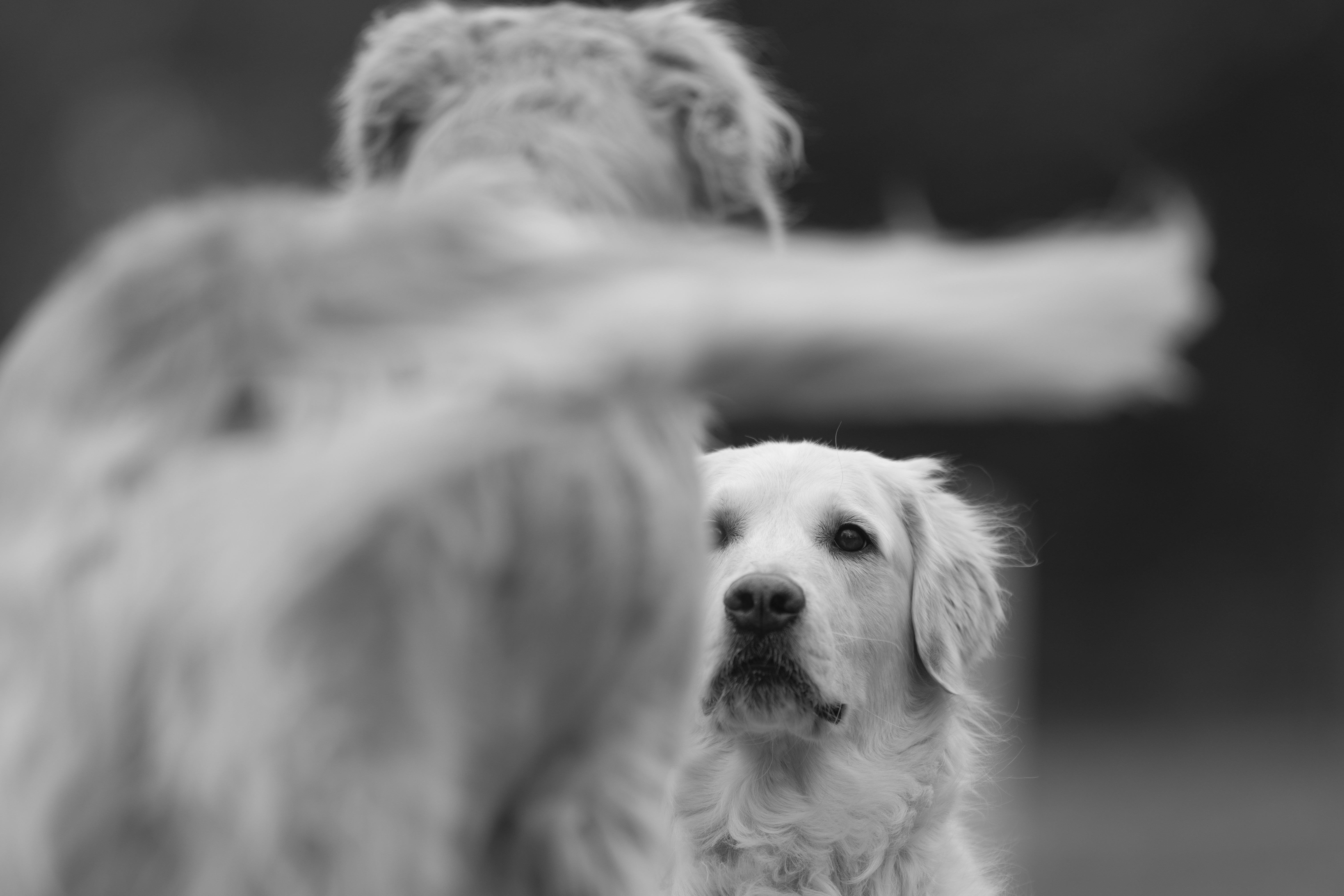 Our Dogs — ScRaMartinPiper227