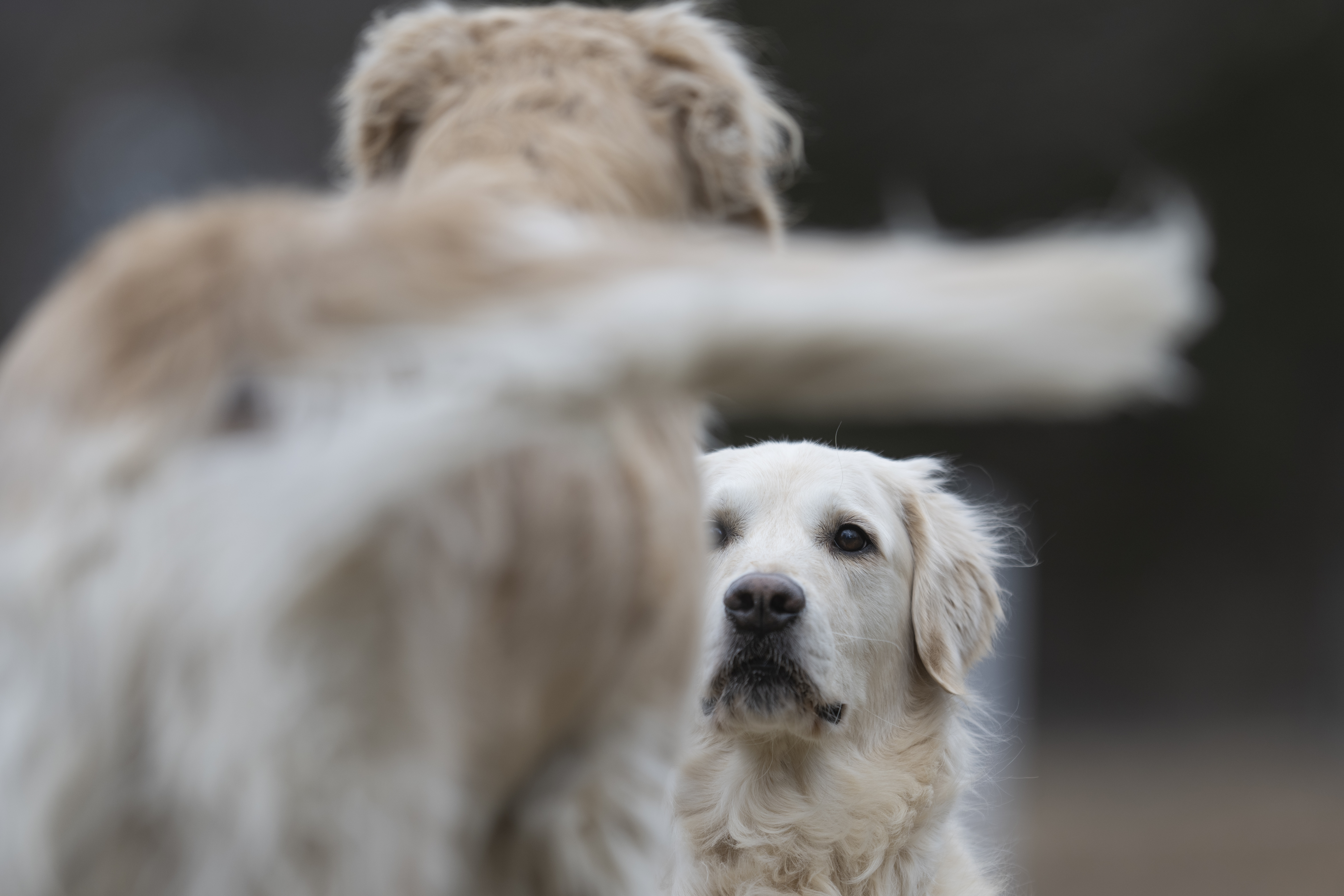 Our Dogs — ScRaMartinPiper227 1