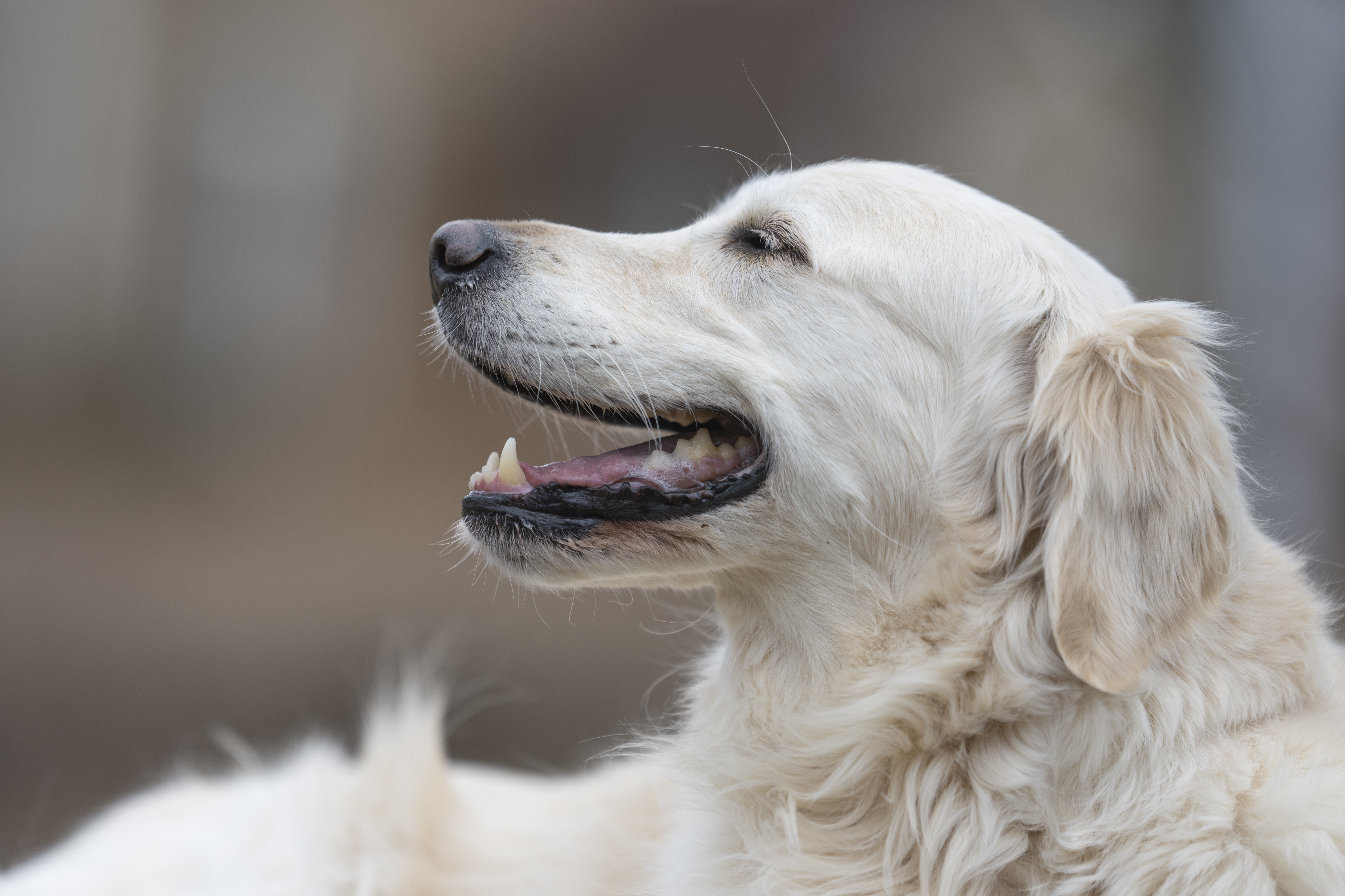 Our Dogs — ScRaMartinPiper284