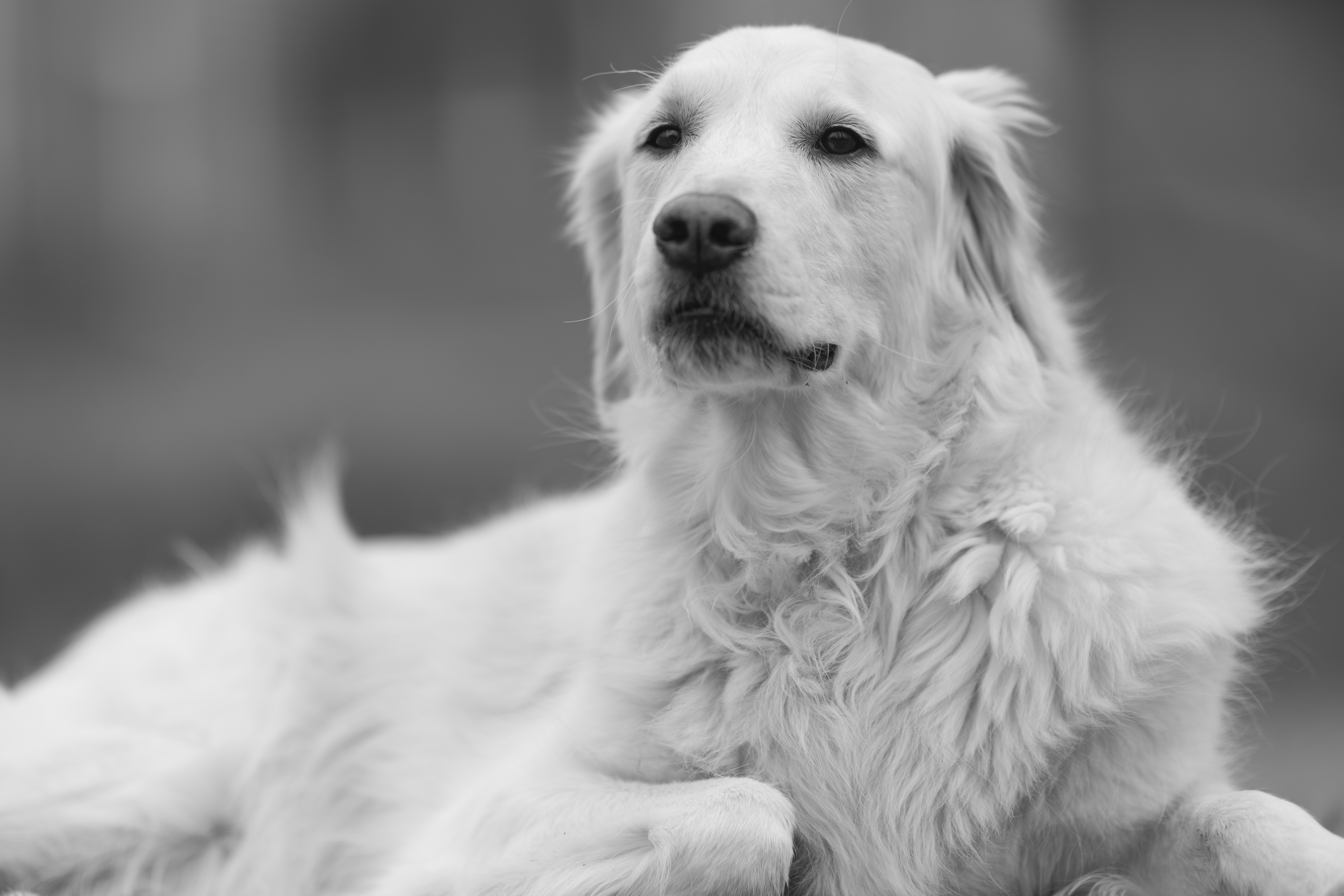 Our Dogs — ScRaMartinPiper294