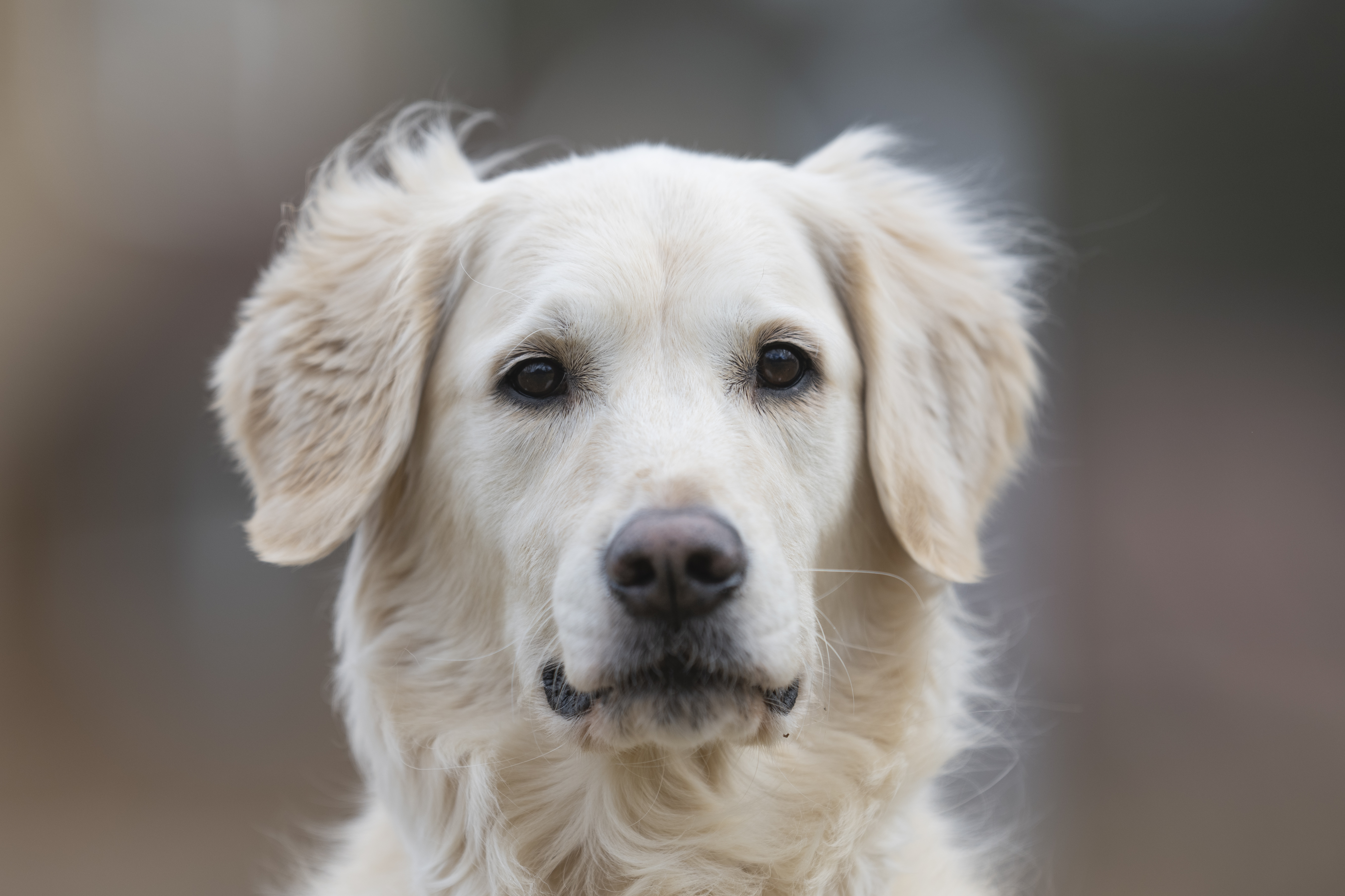 Our Dogs — ScRaMartinPiper333