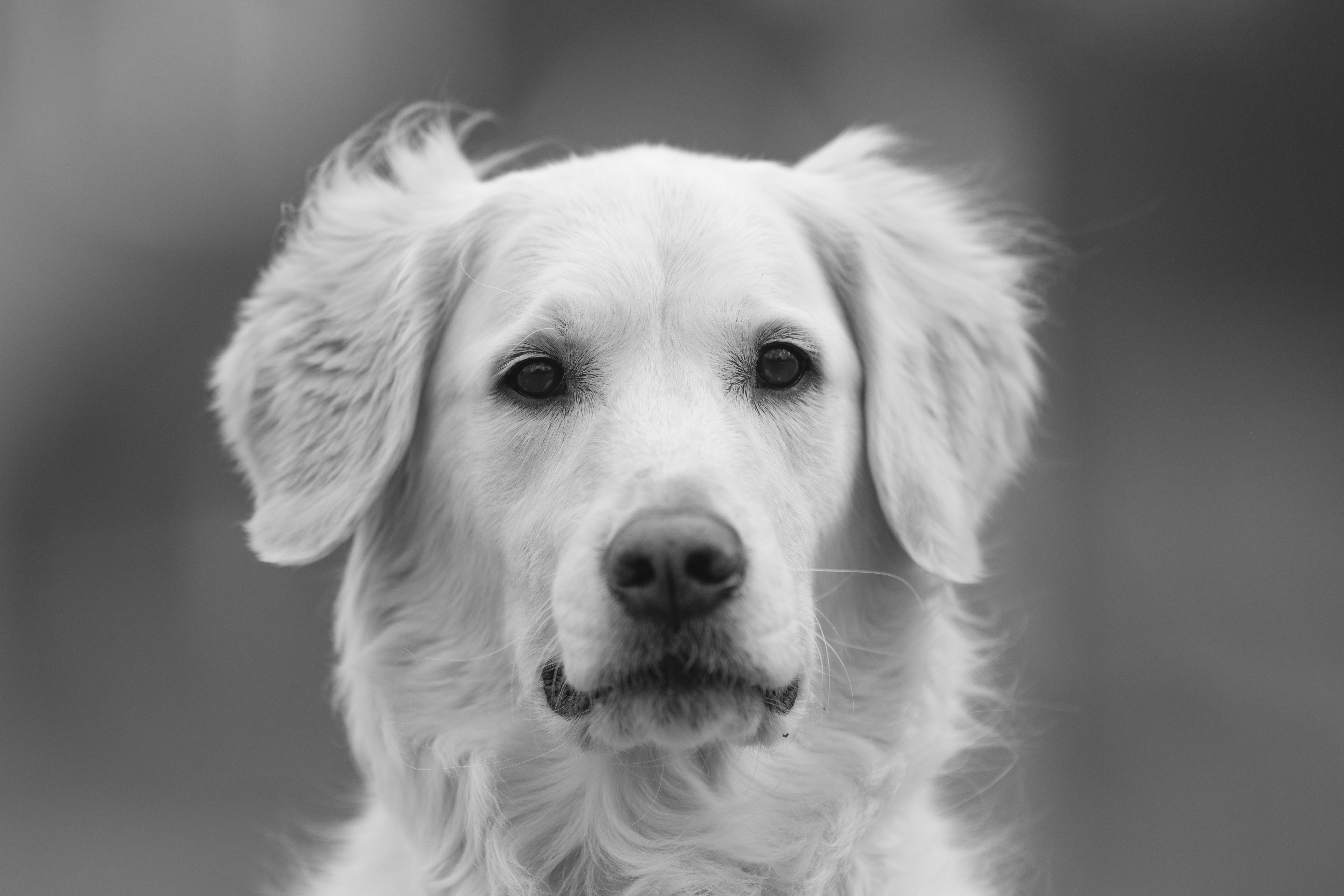 Our Dogs — ScRaMartinPiper333 1