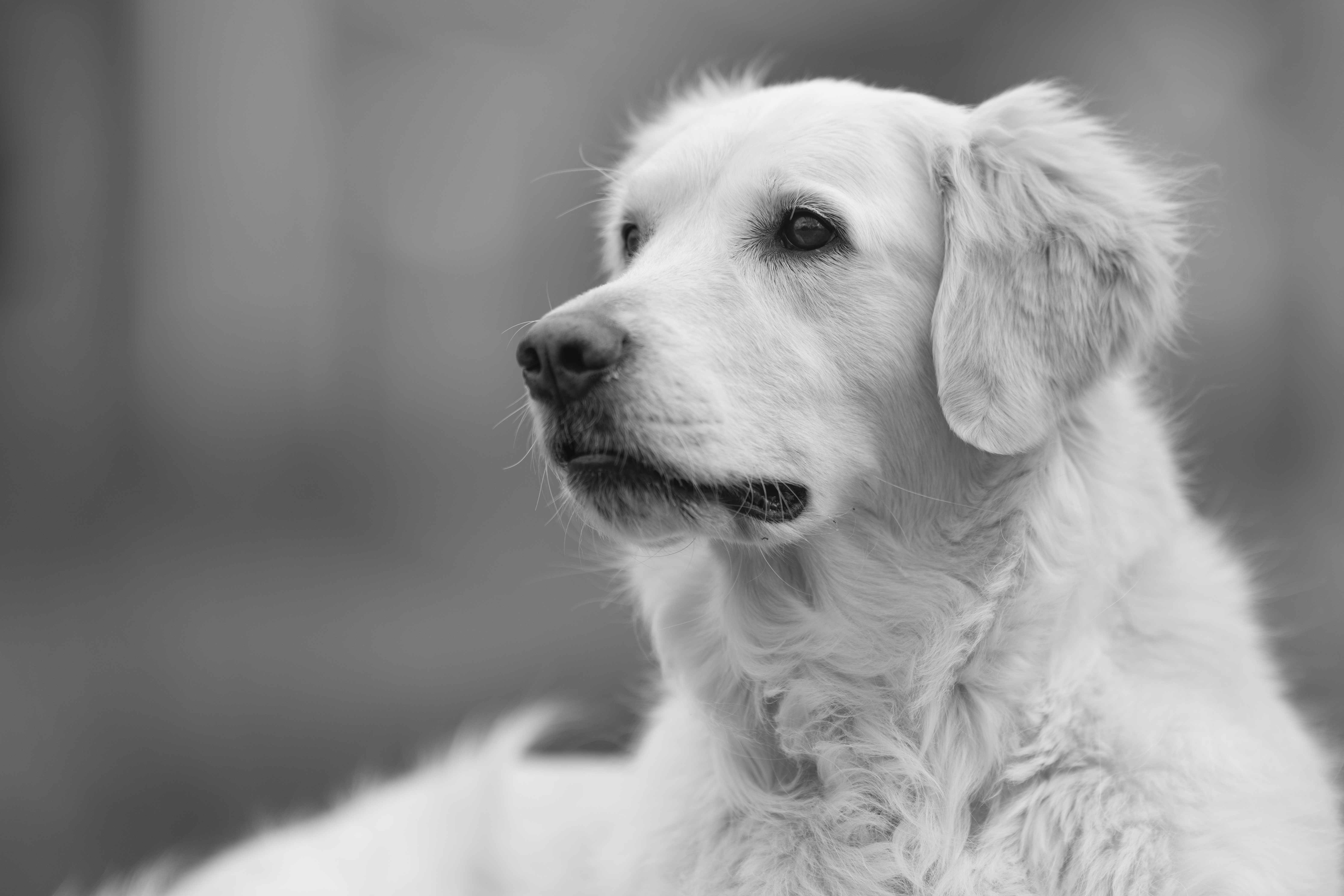 Our Dogs — ScRaMartinPiper364