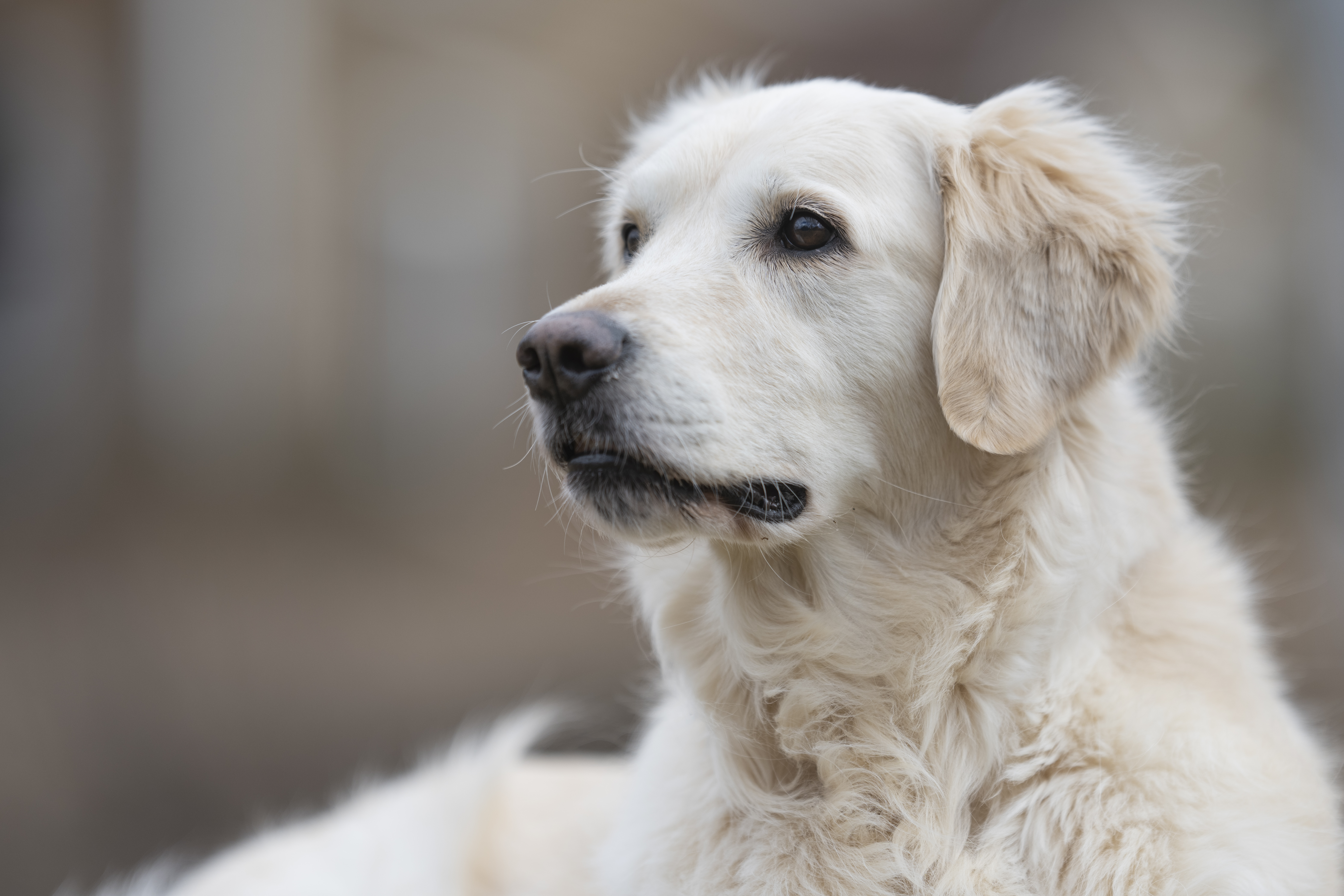 Our Dogs — ScRaMartinPiper364 1