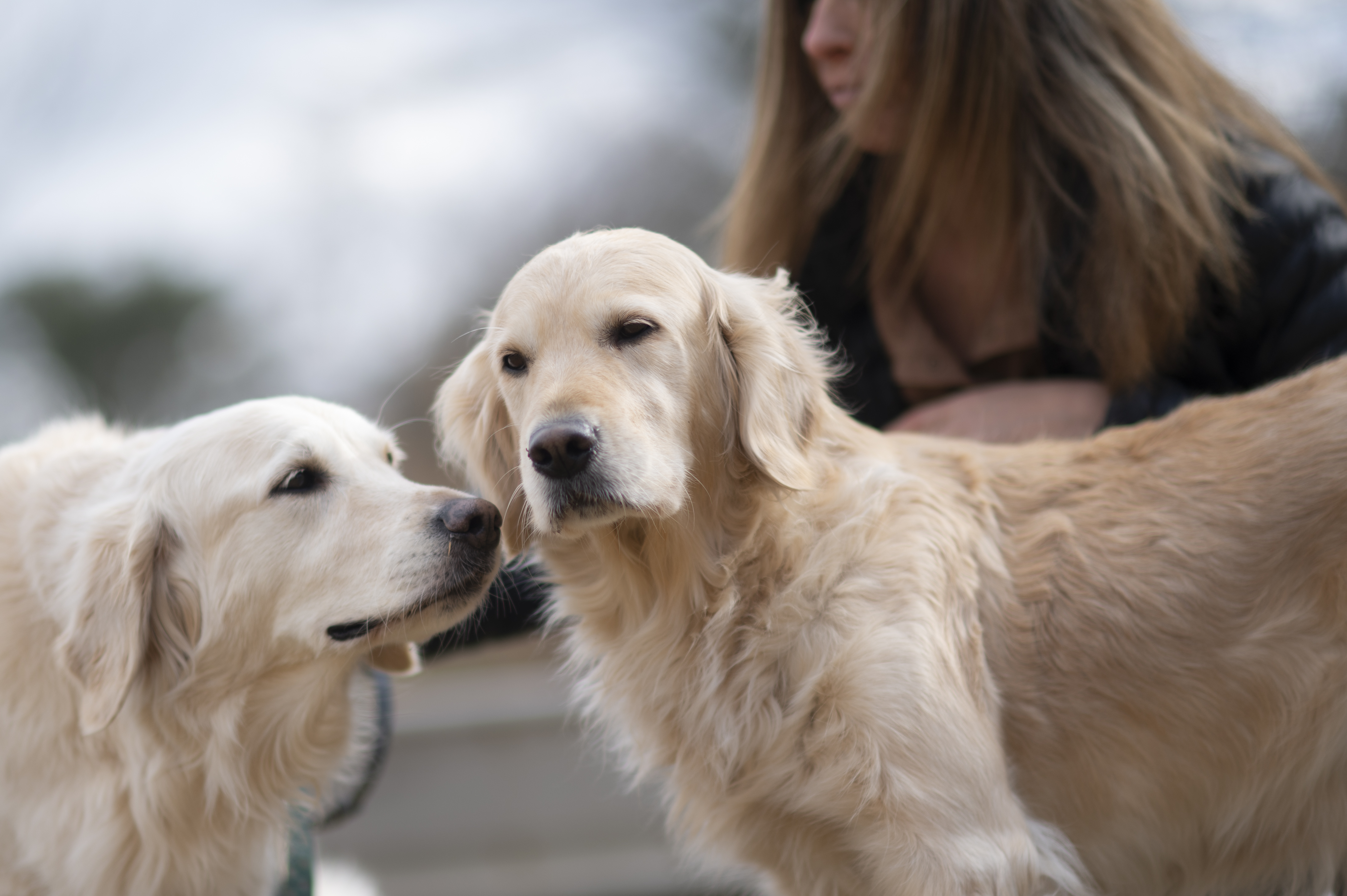 Our Dogs — ScRaMartinPiper374