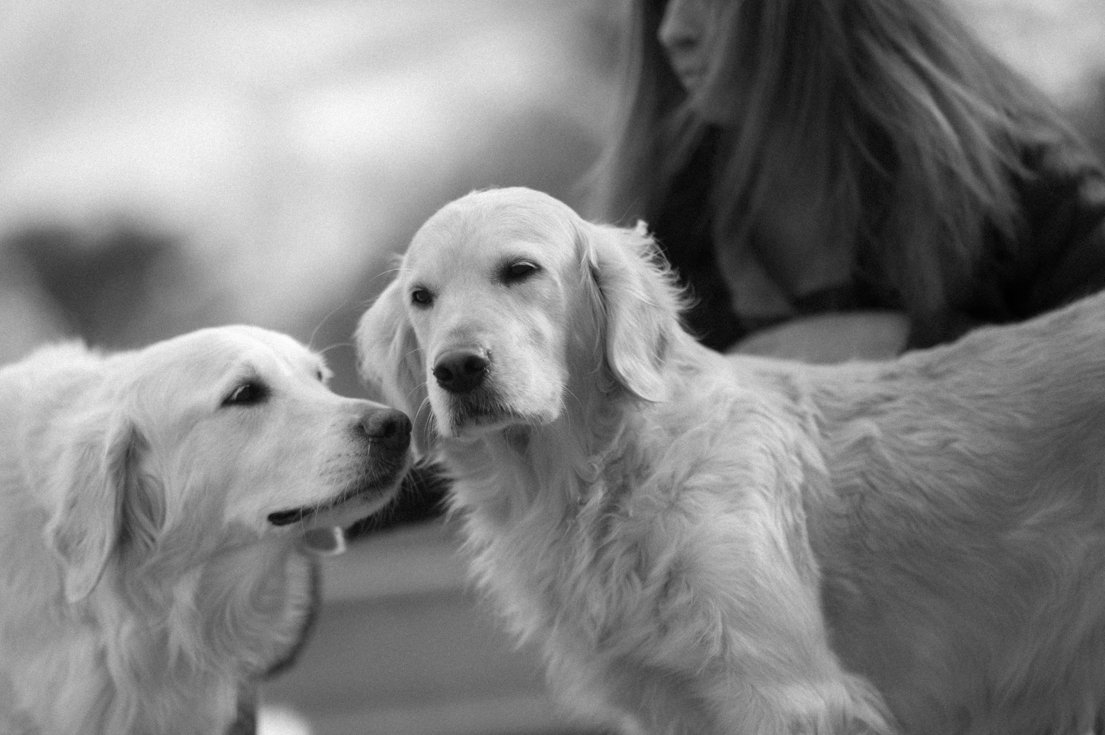 Our Dogs — ScRaMartinPiper374 2