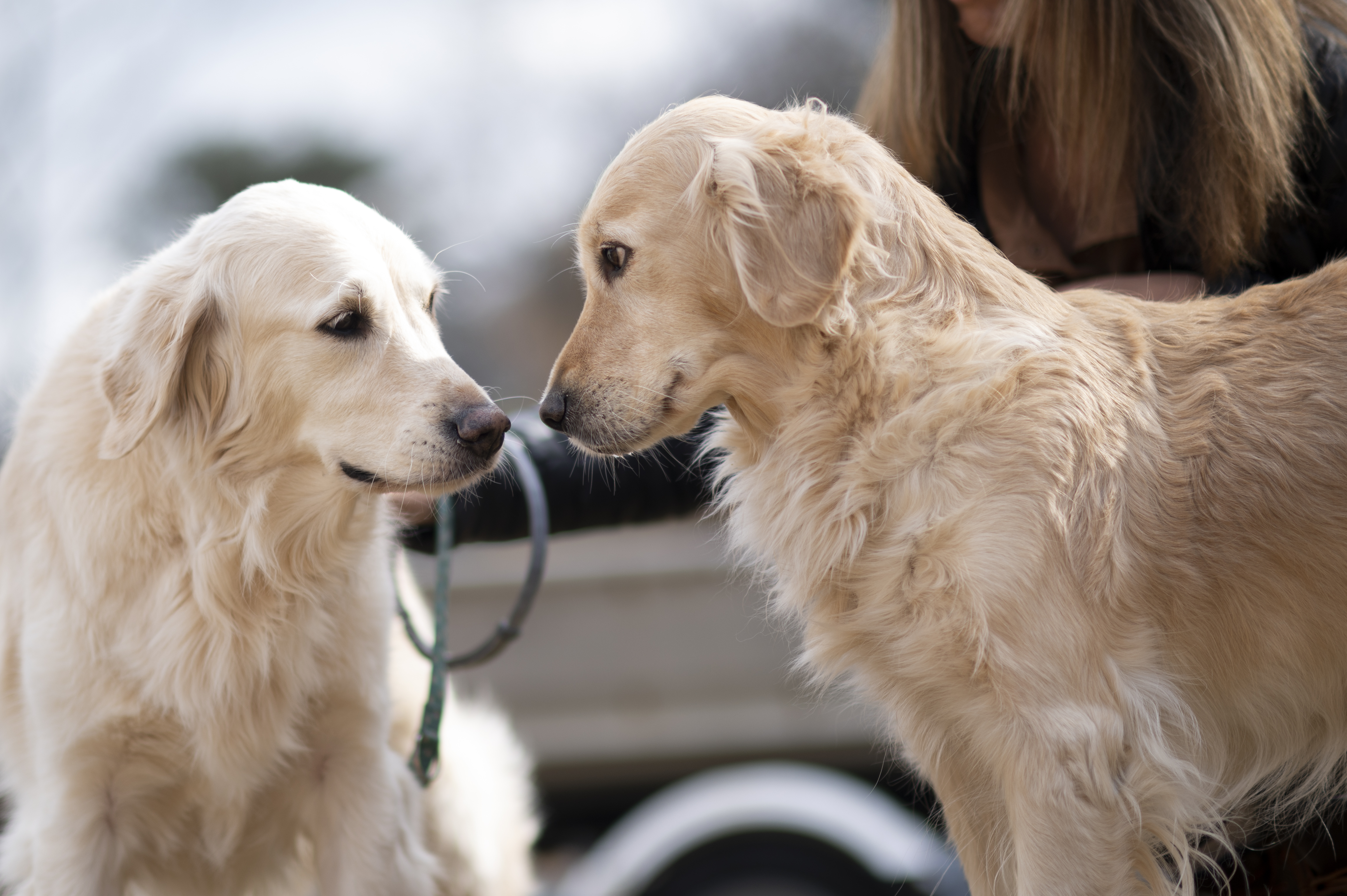 Our Dogs — ScRaMartinPiper402