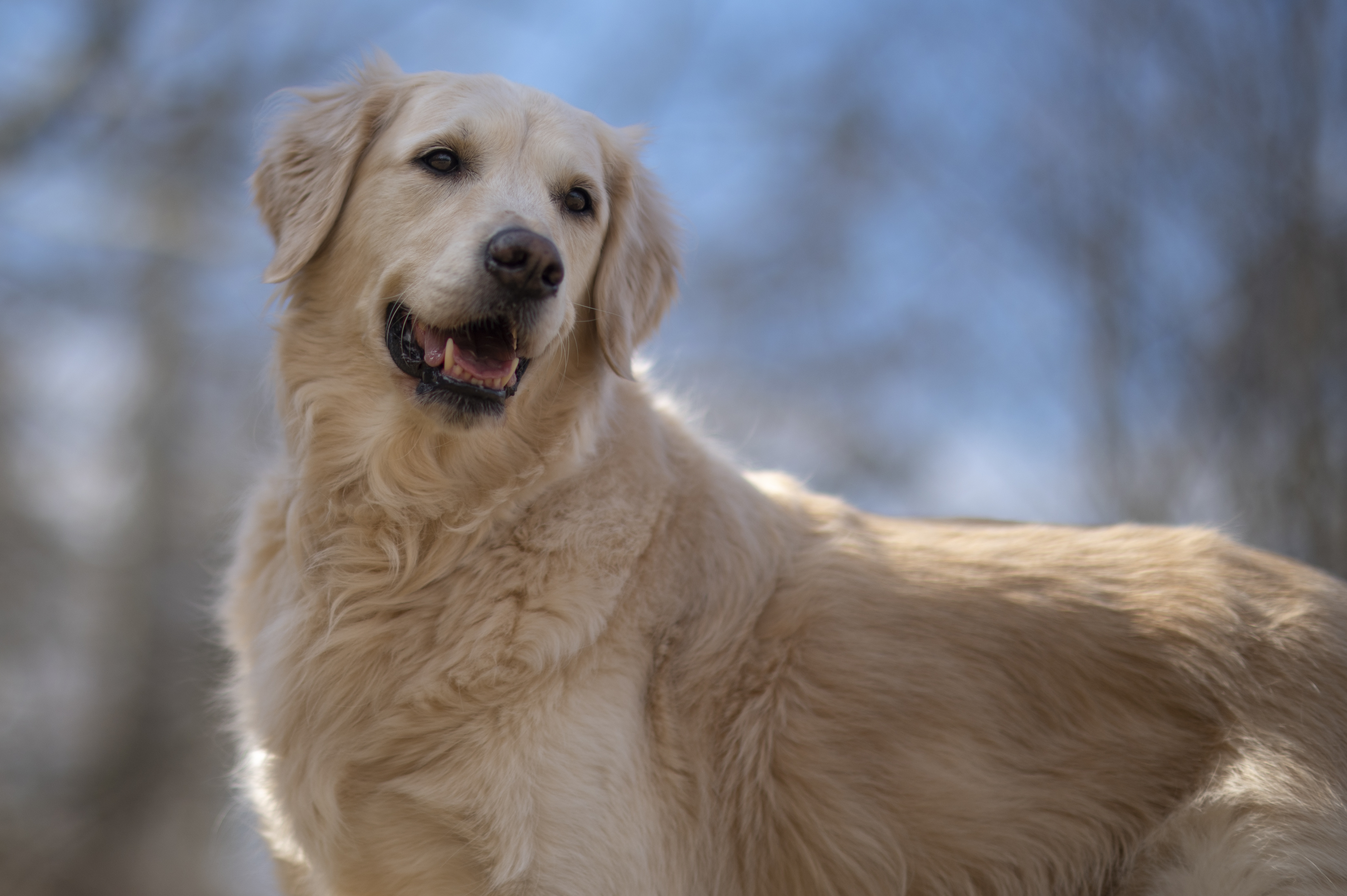 Our Dogs — ScRaMartinPiper618