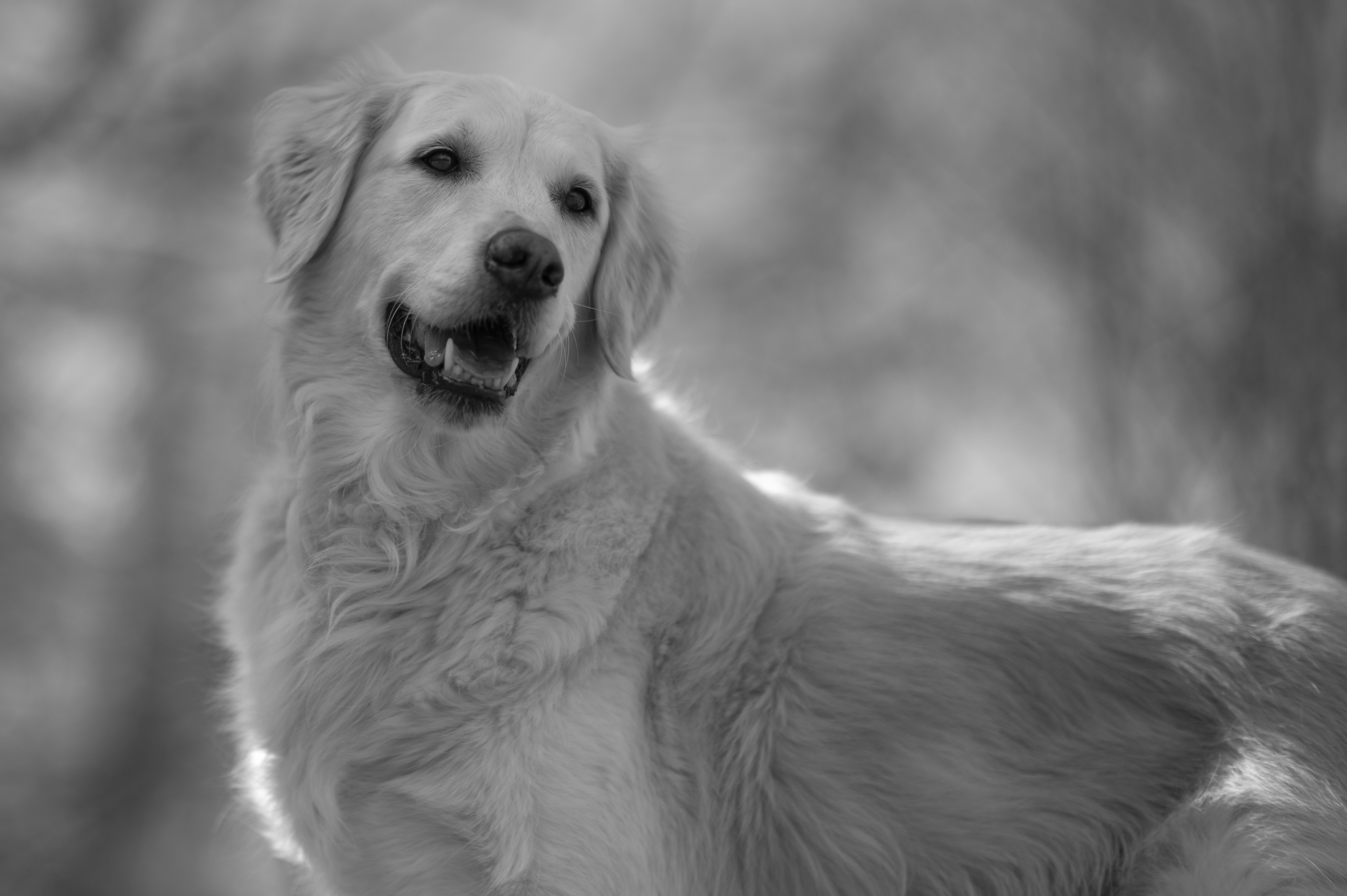 Our Dogs — ScRaMartinPiper618 1