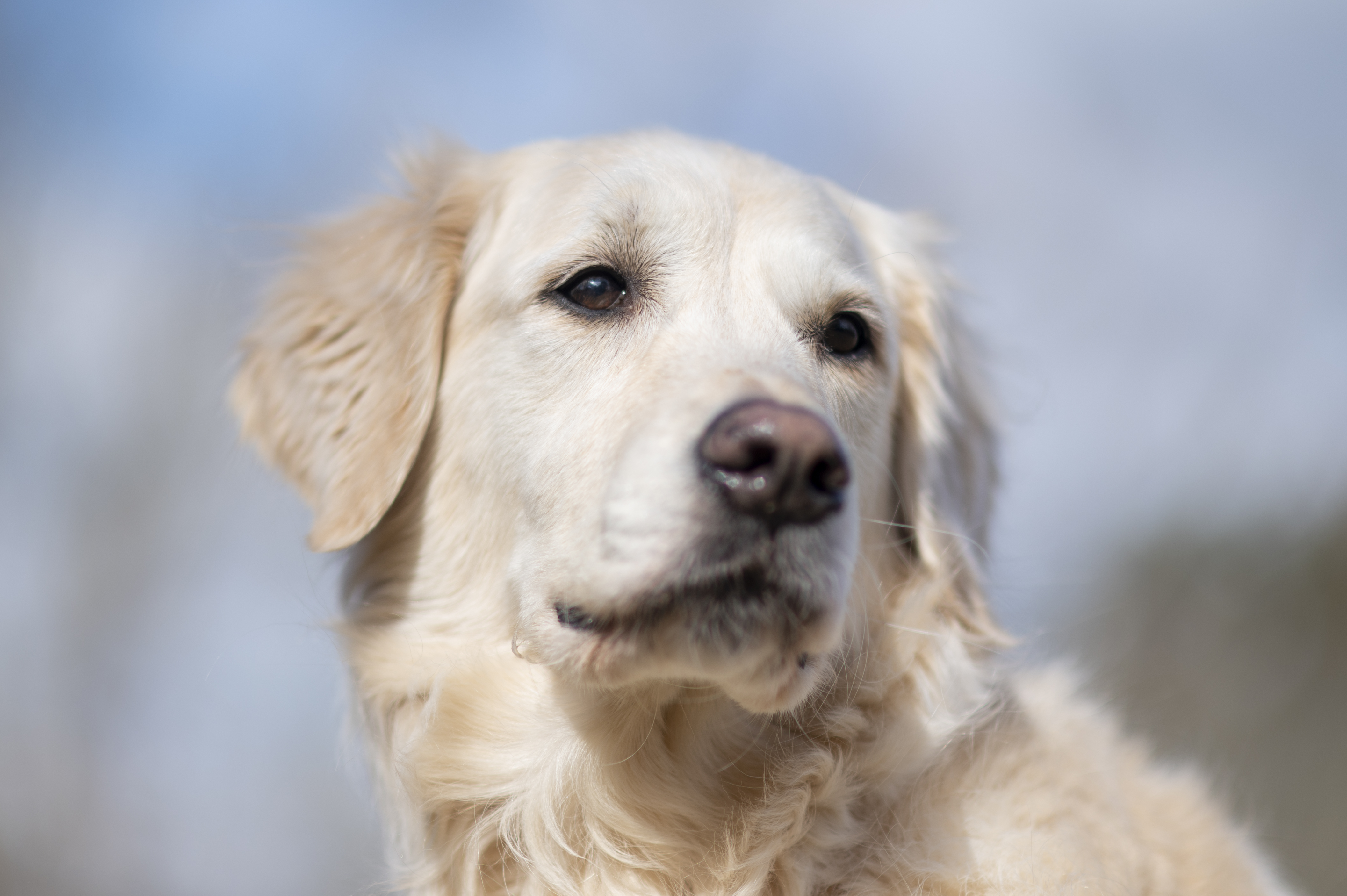 Our Dogs — ScRaMartinPiper656