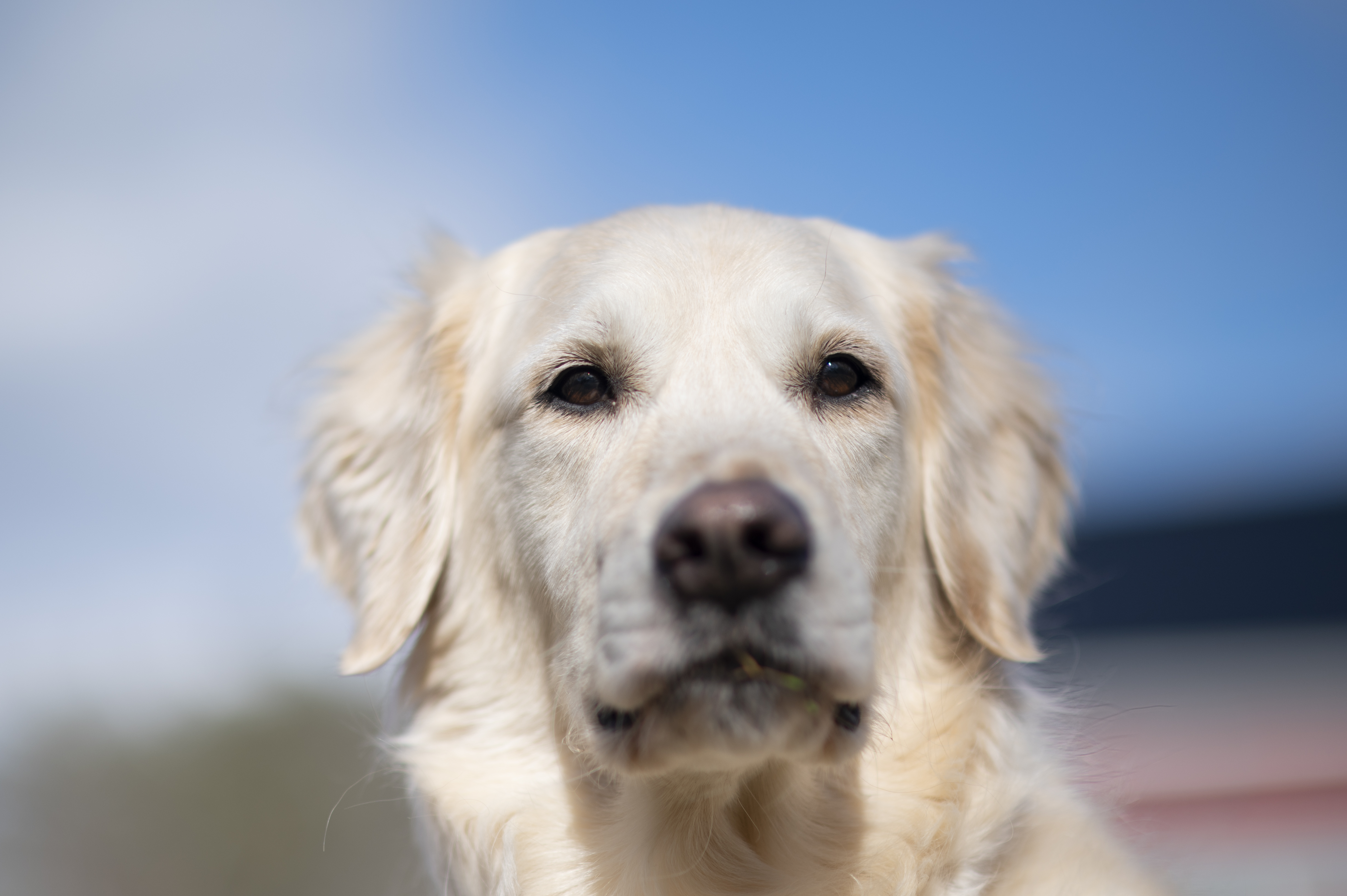 Our Dogs — ScRaMartinPiper746