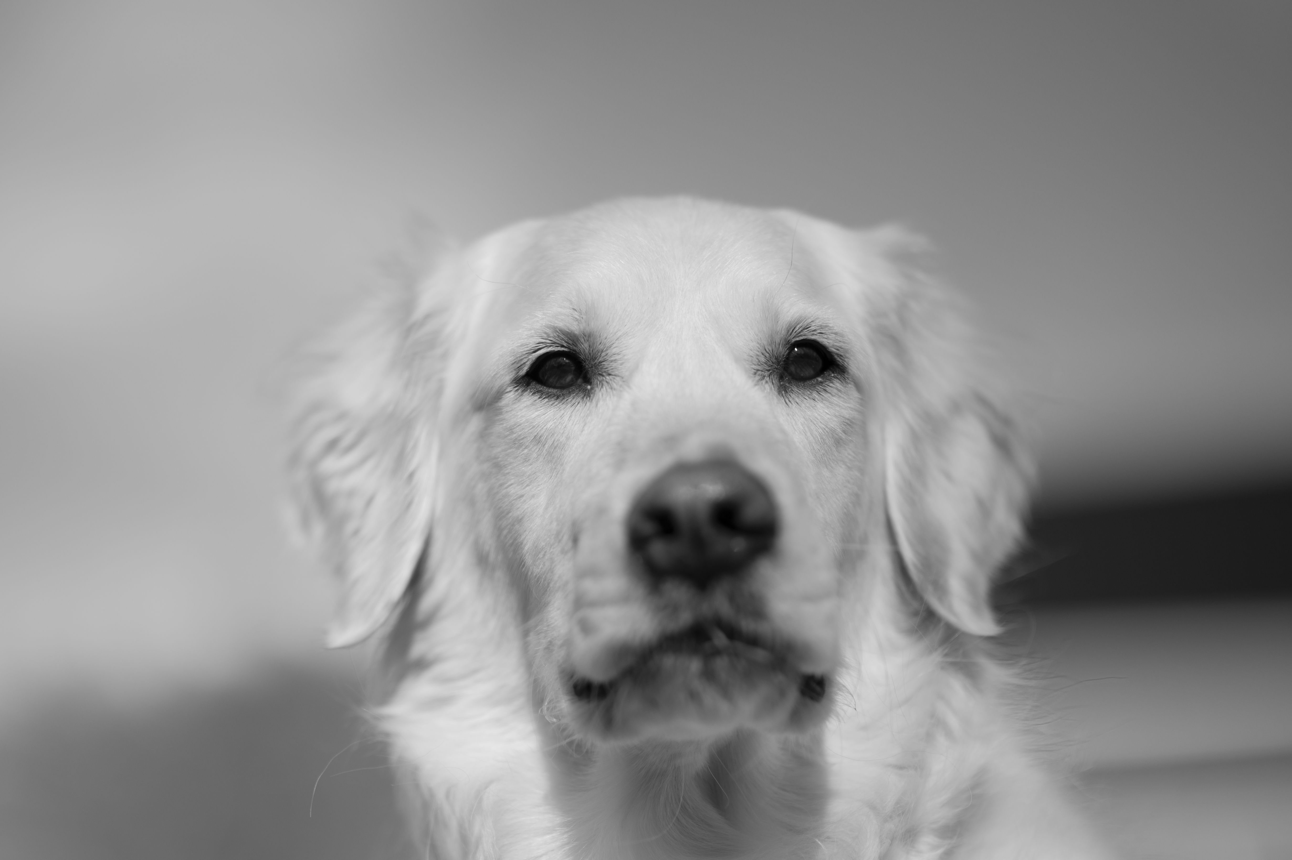 Our Dogs — ScRaMartinPiper746 1