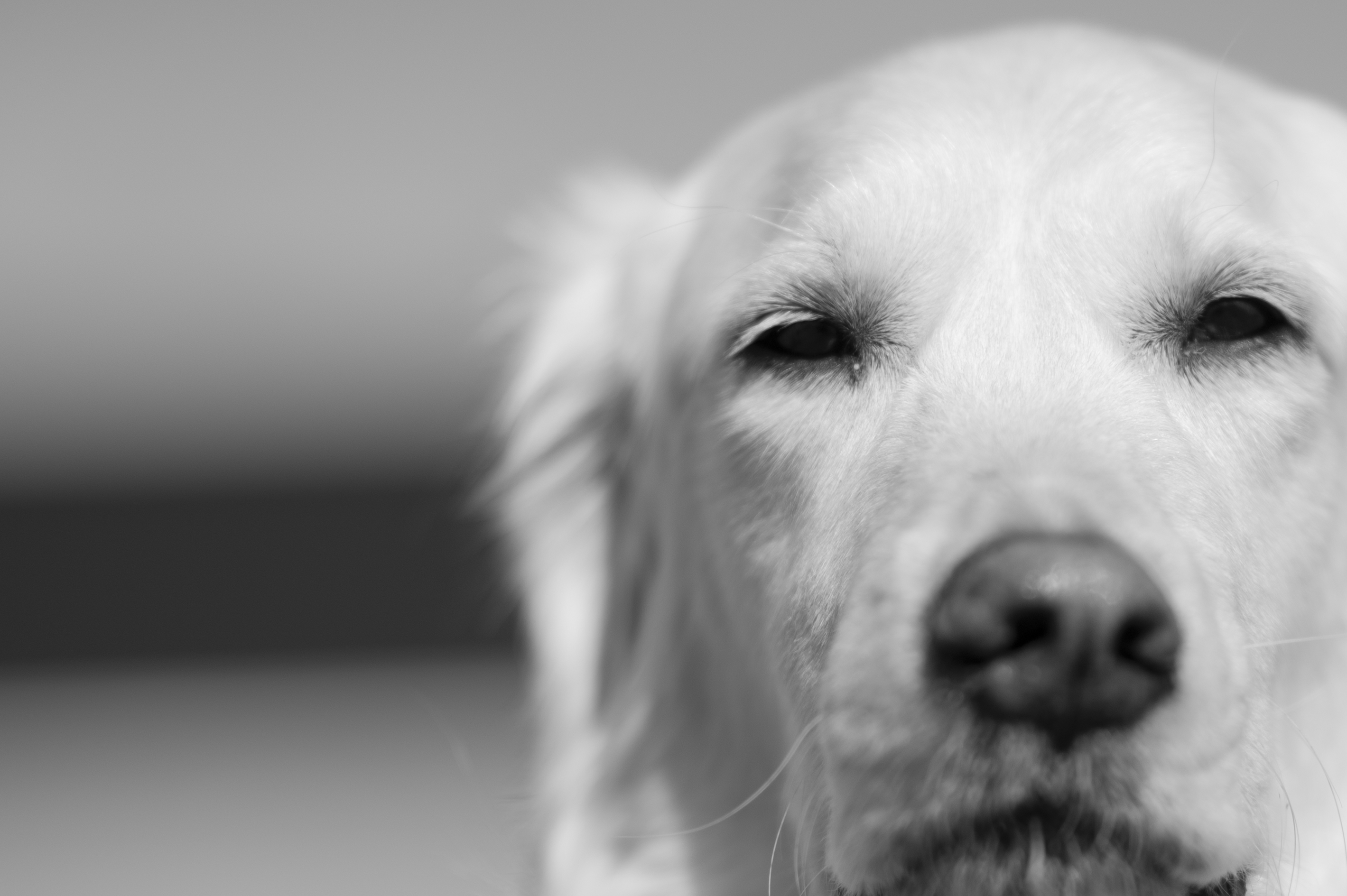 Our Dogs — ScRaMartinPiper762