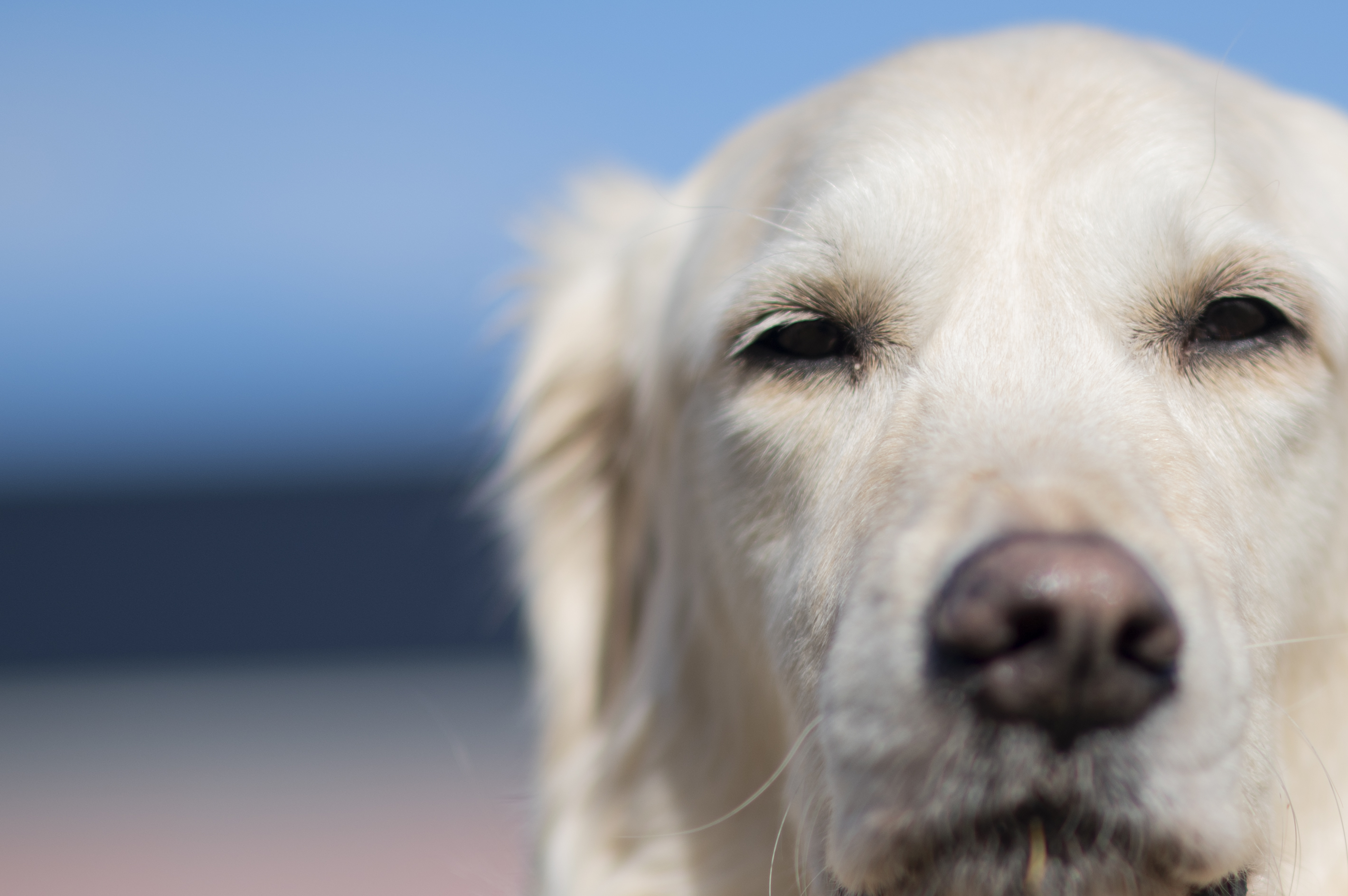 Our Dogs — ScRaMartinPiper762 1