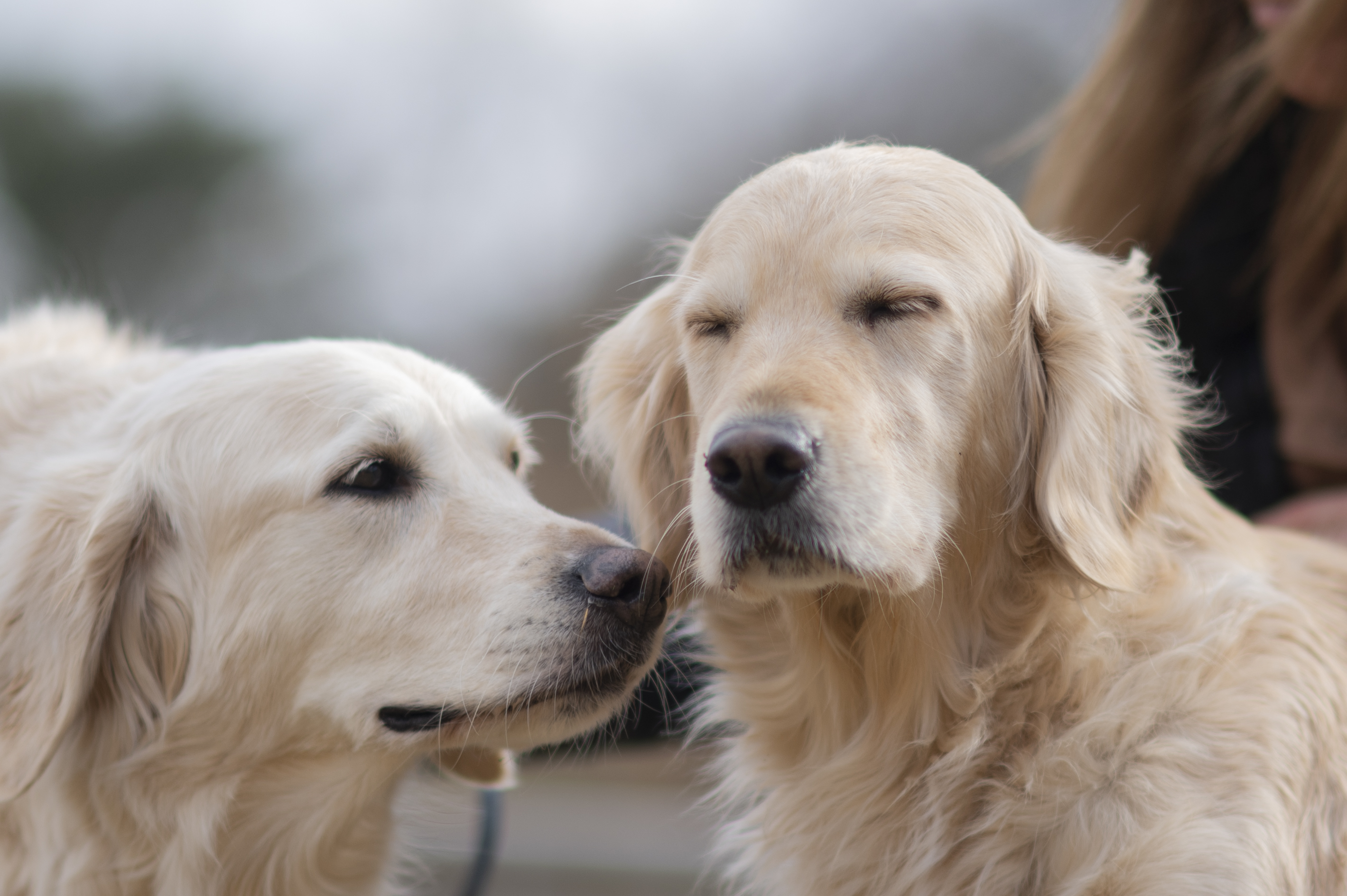 Our Dogs — ScRaMartinPiper828