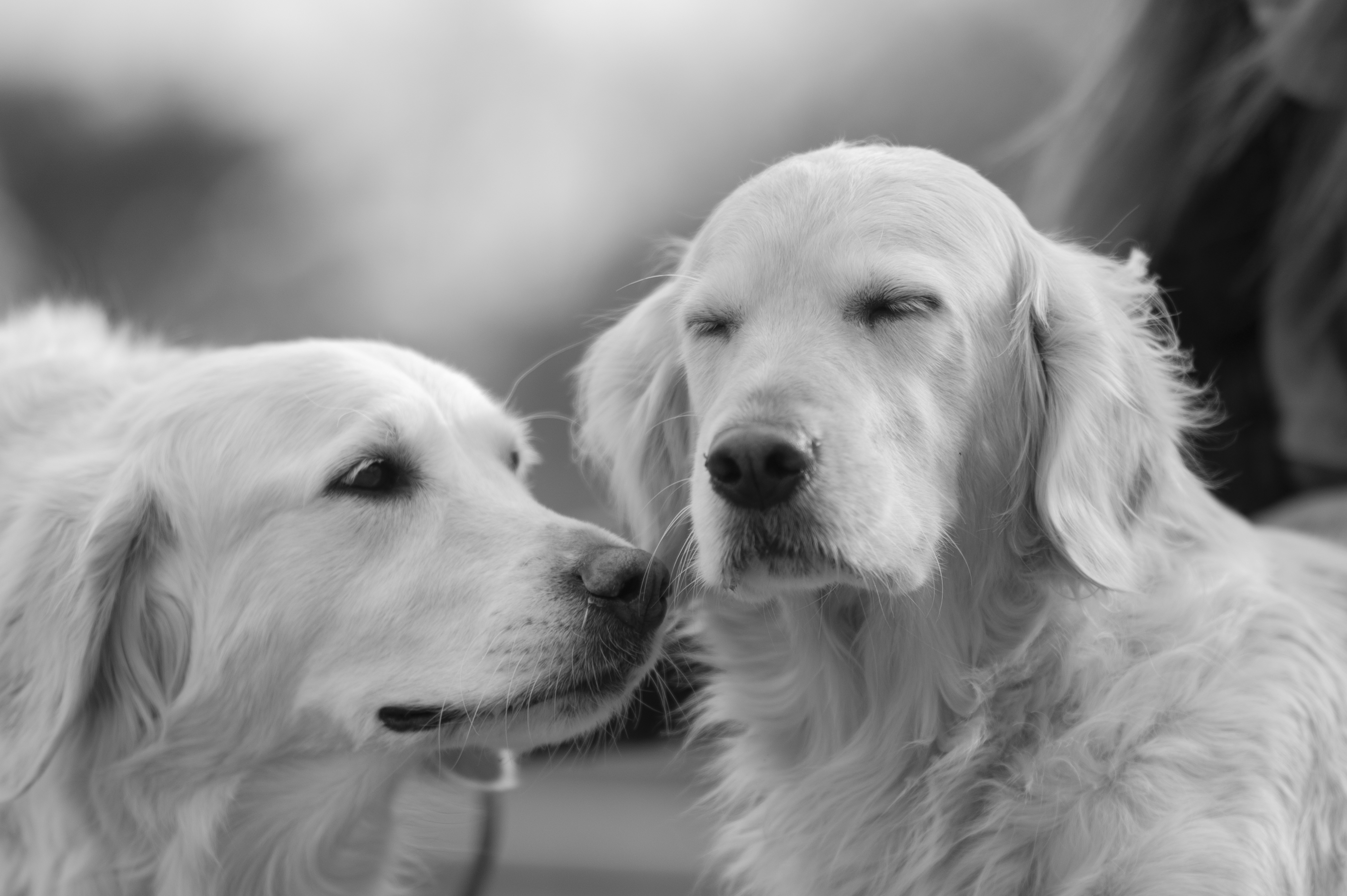 Our Dogs — ScRaMartinPiper828 1