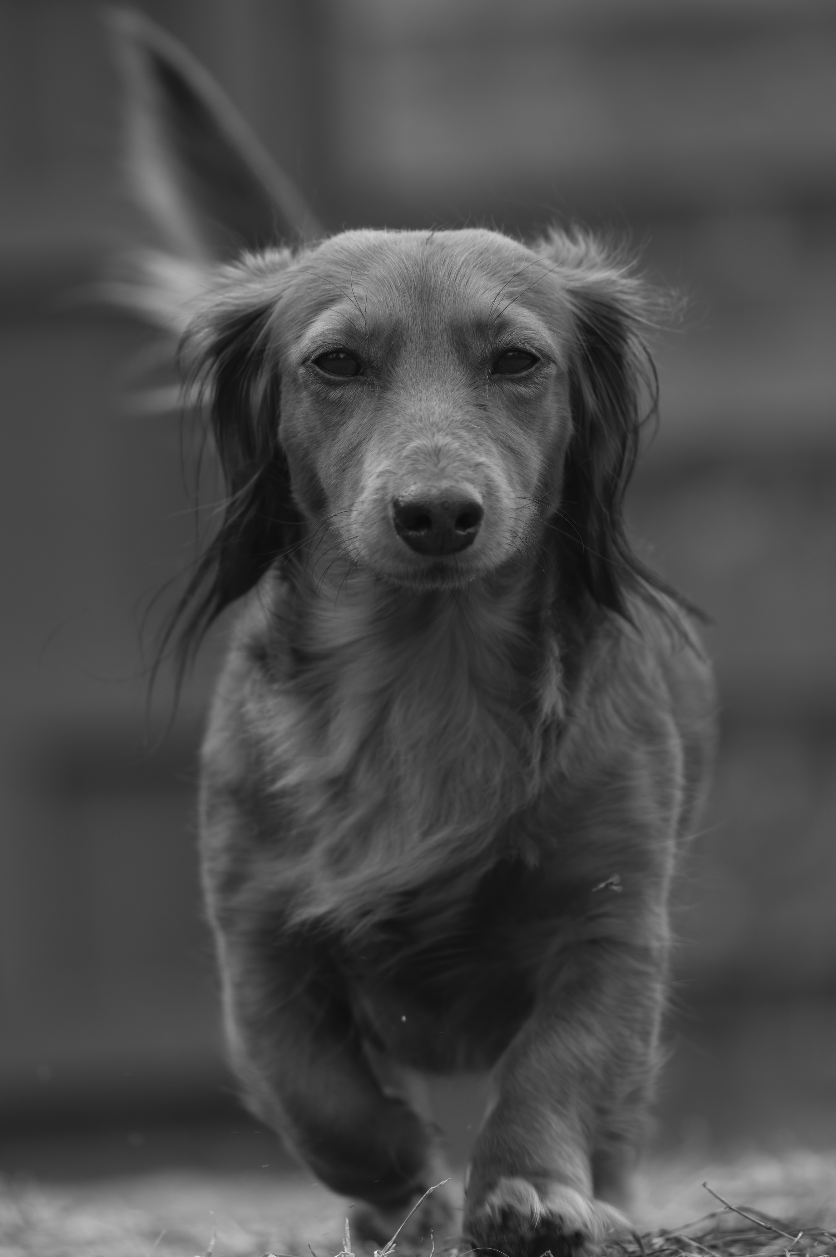 Our Dogs — MooIIBudd108 f