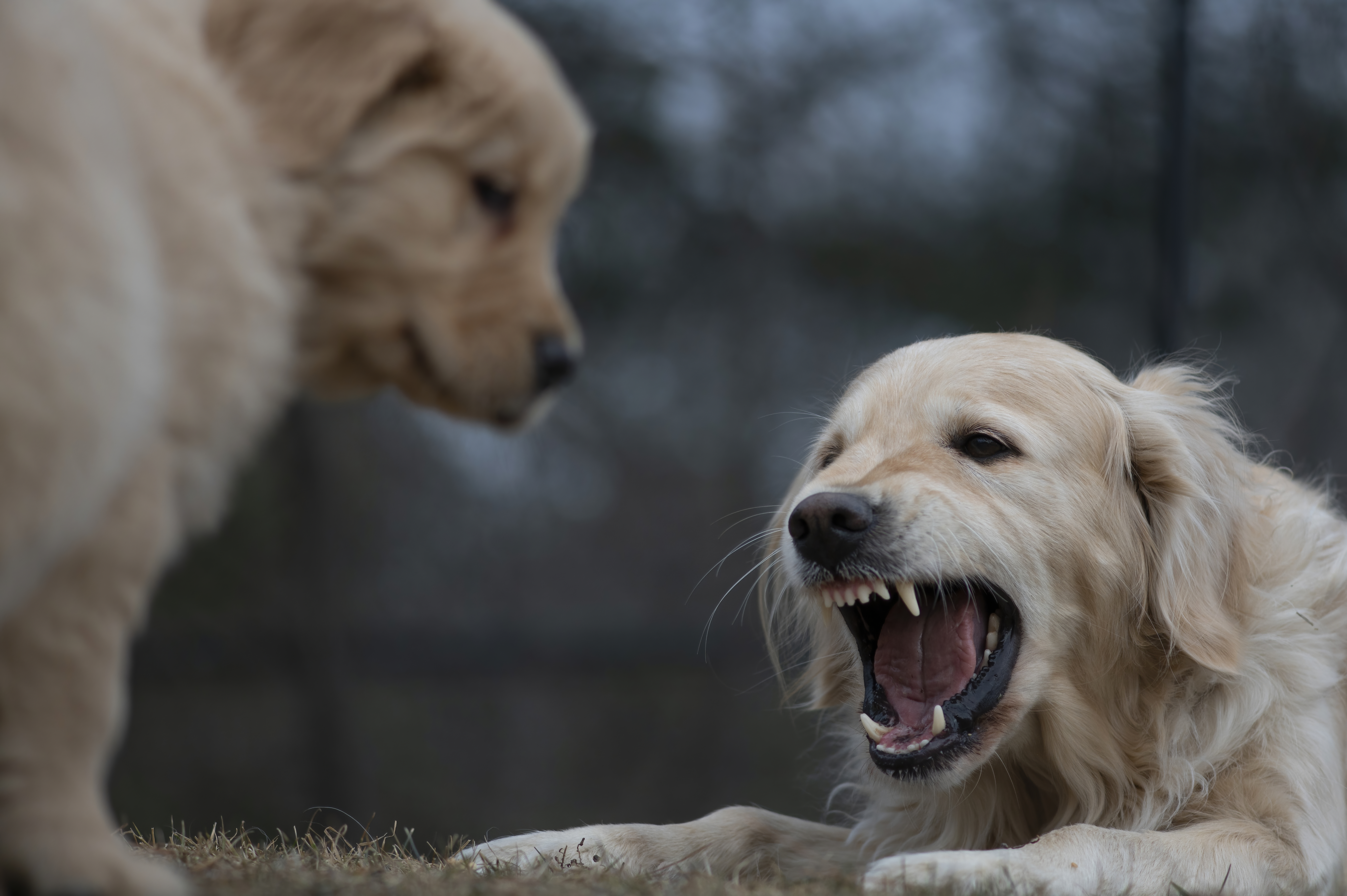 Our Dogs — SRitaPastor358 f