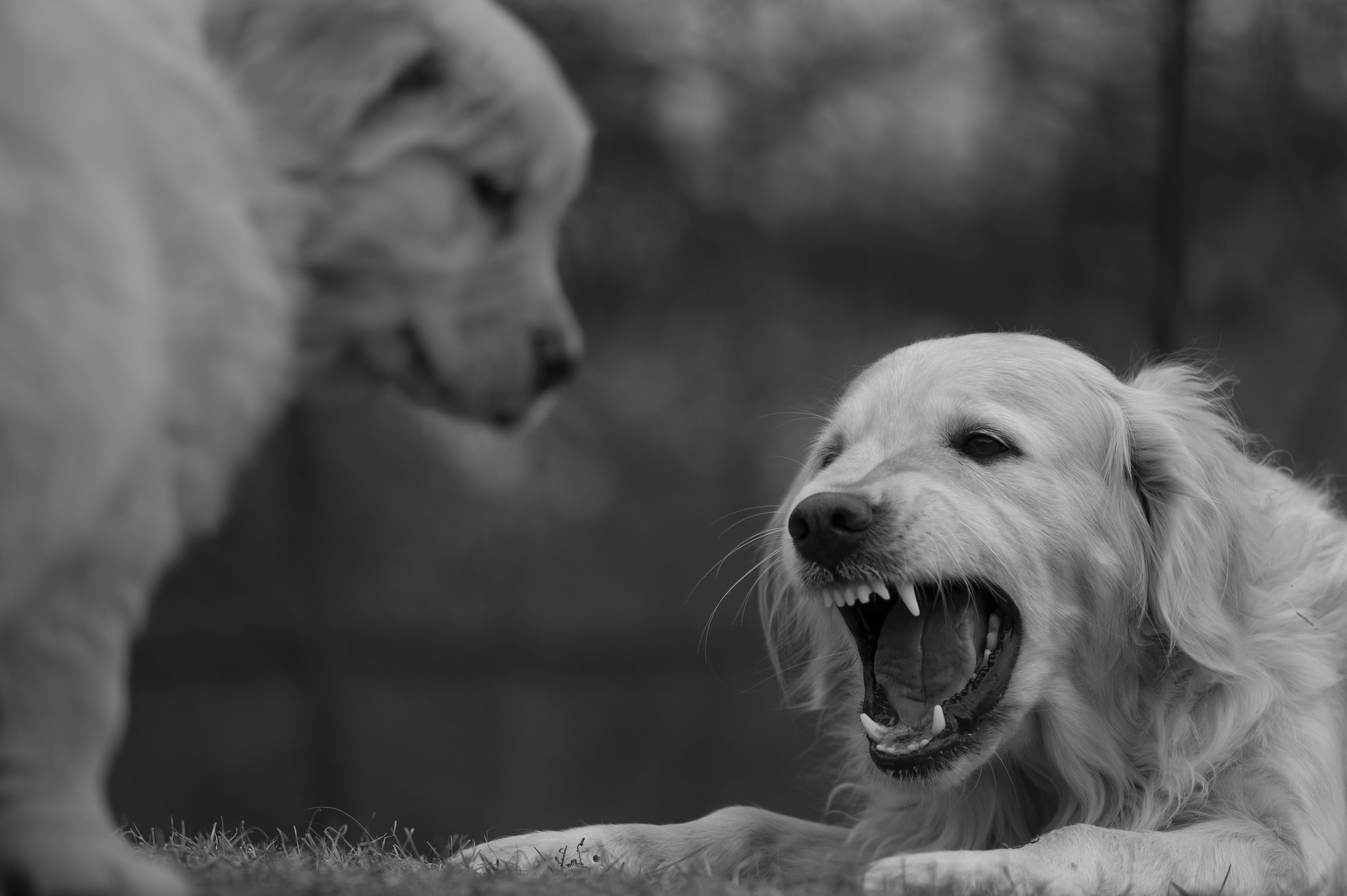 Our Dogs — SRitaPastor358 1 f