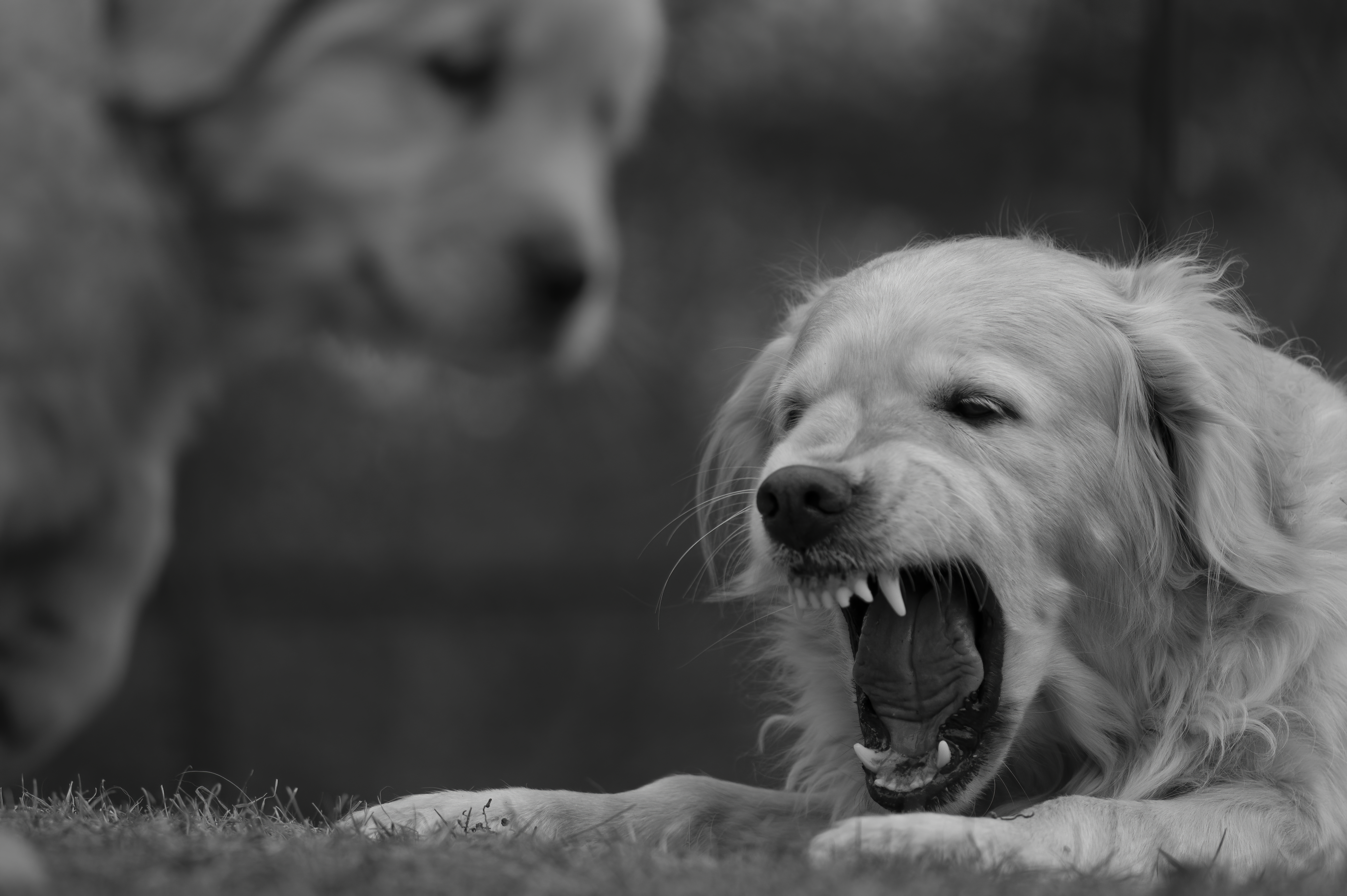 Our Dogs — SRitaPastor361 f