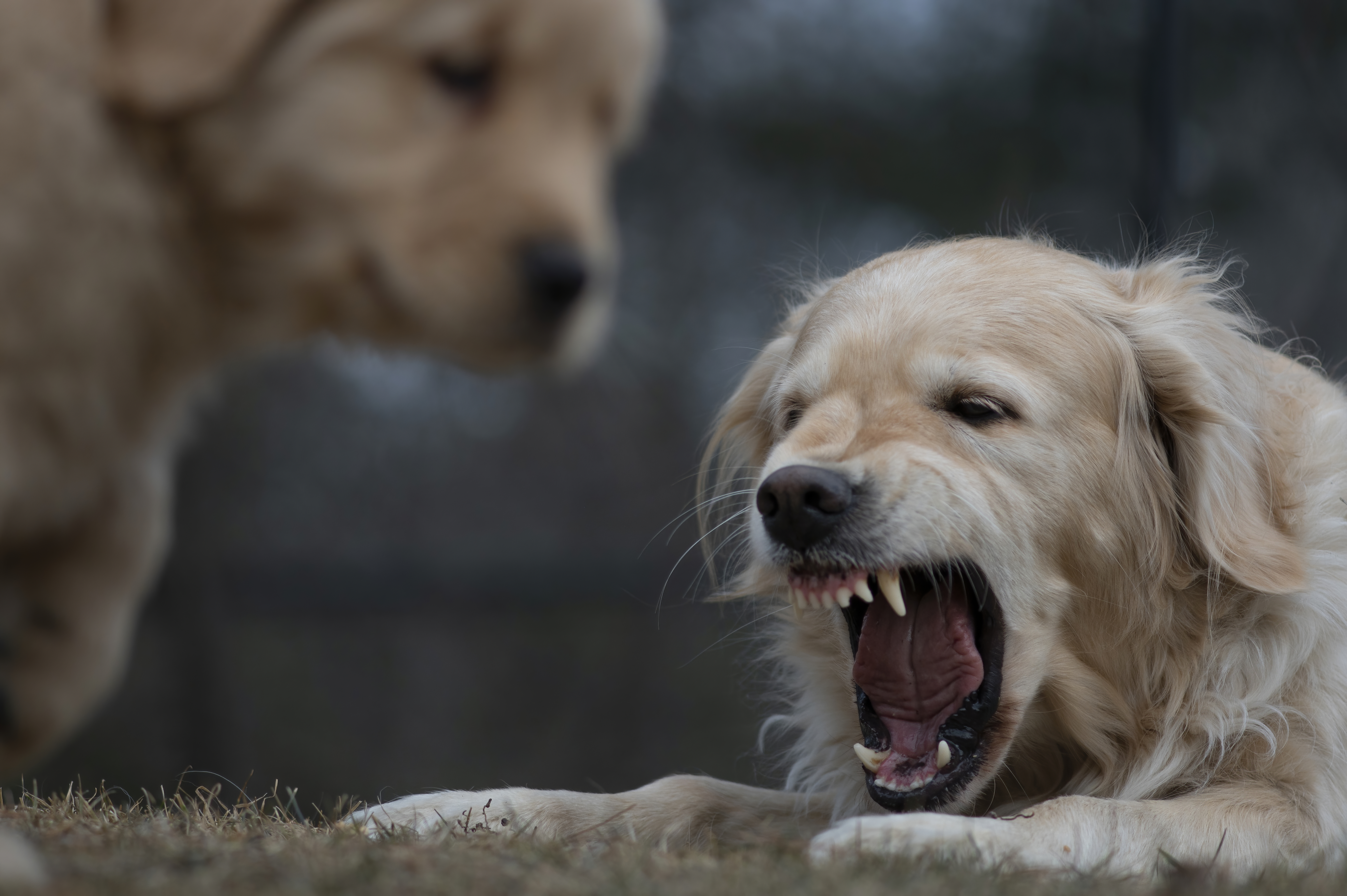 Our Dogs — SRitaPastor361 1 f