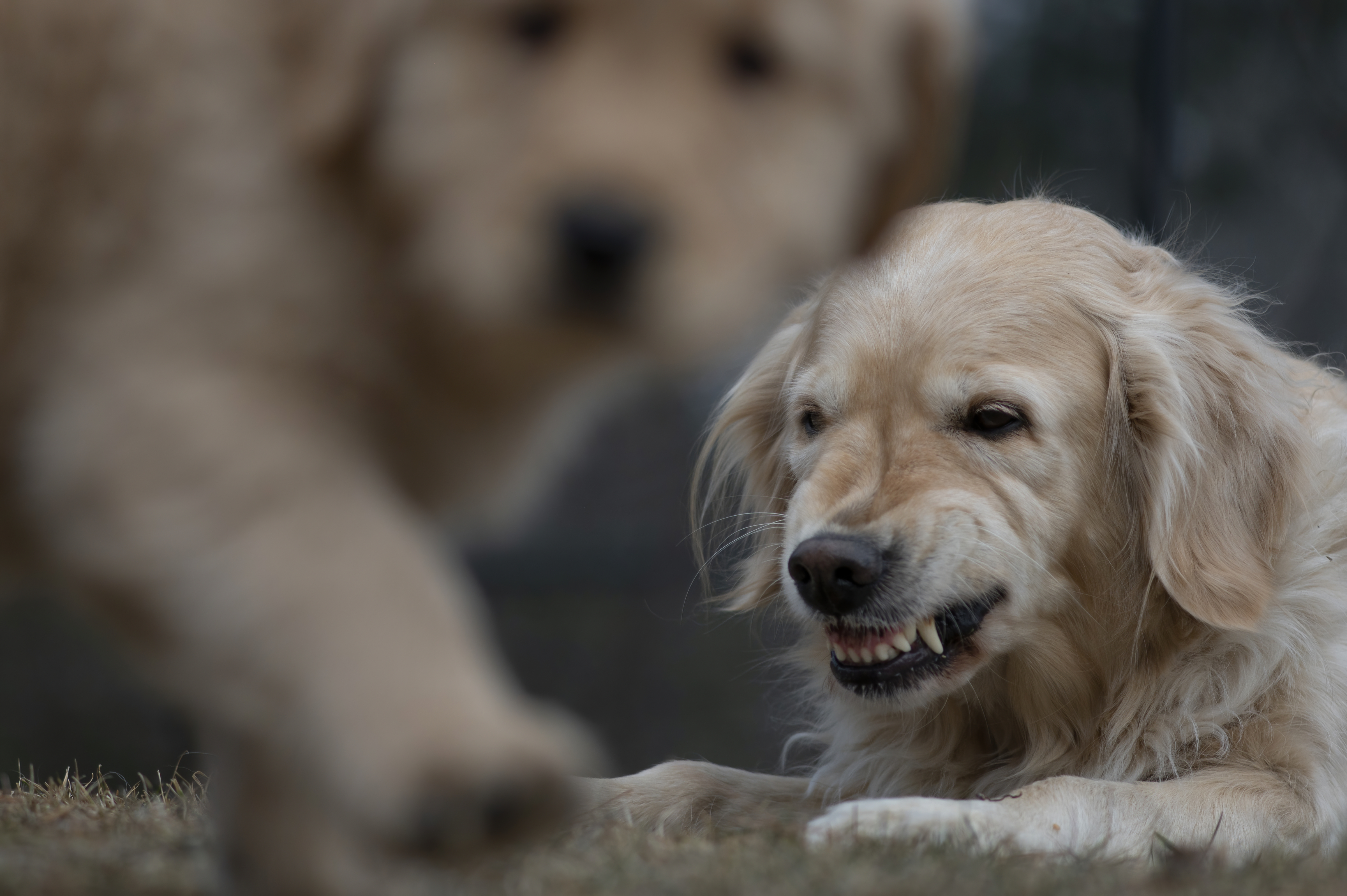 Our Dogs — SRitaPastor365 f