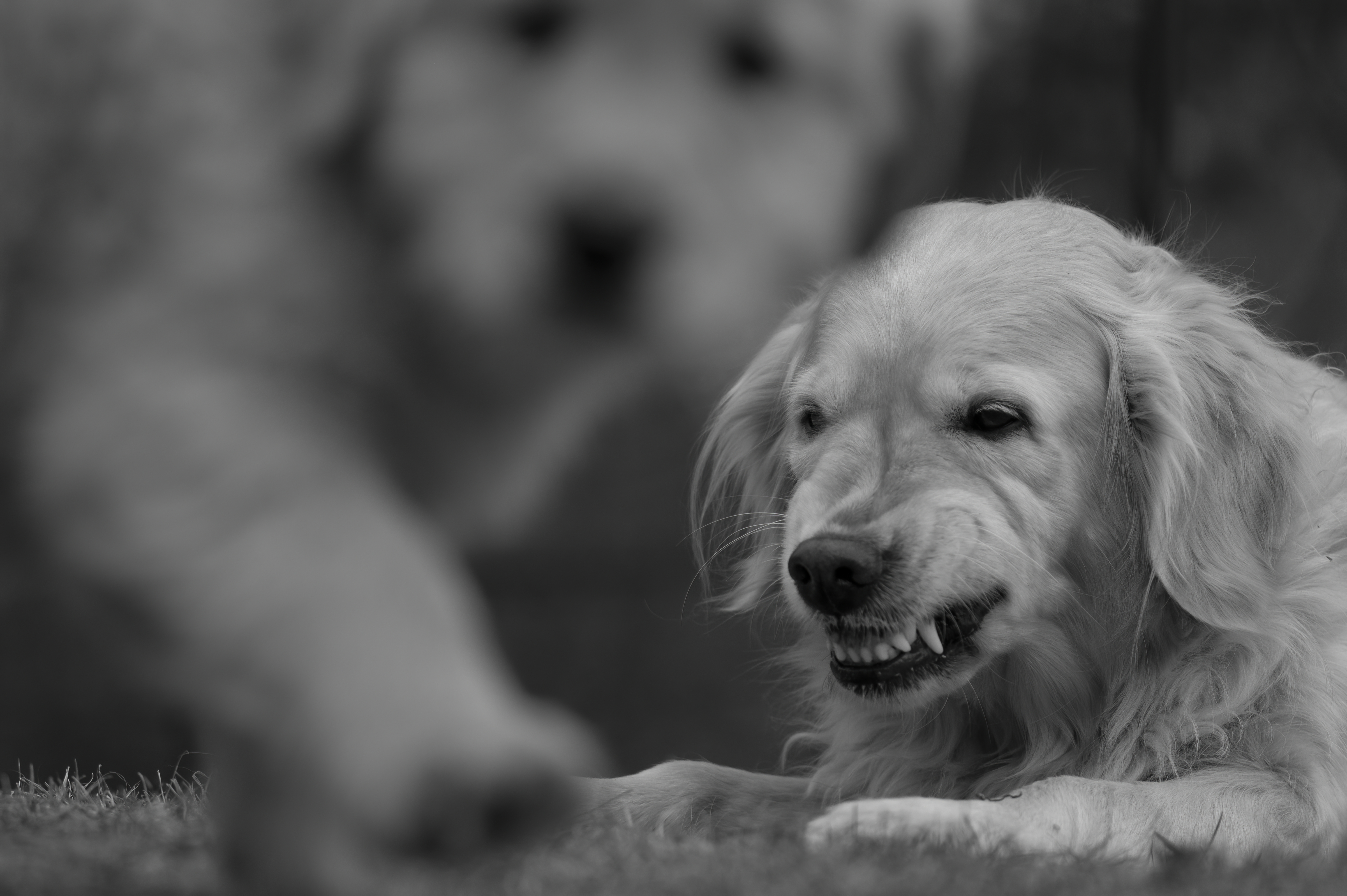 Our Dogs — SRitaPastor365 1 f