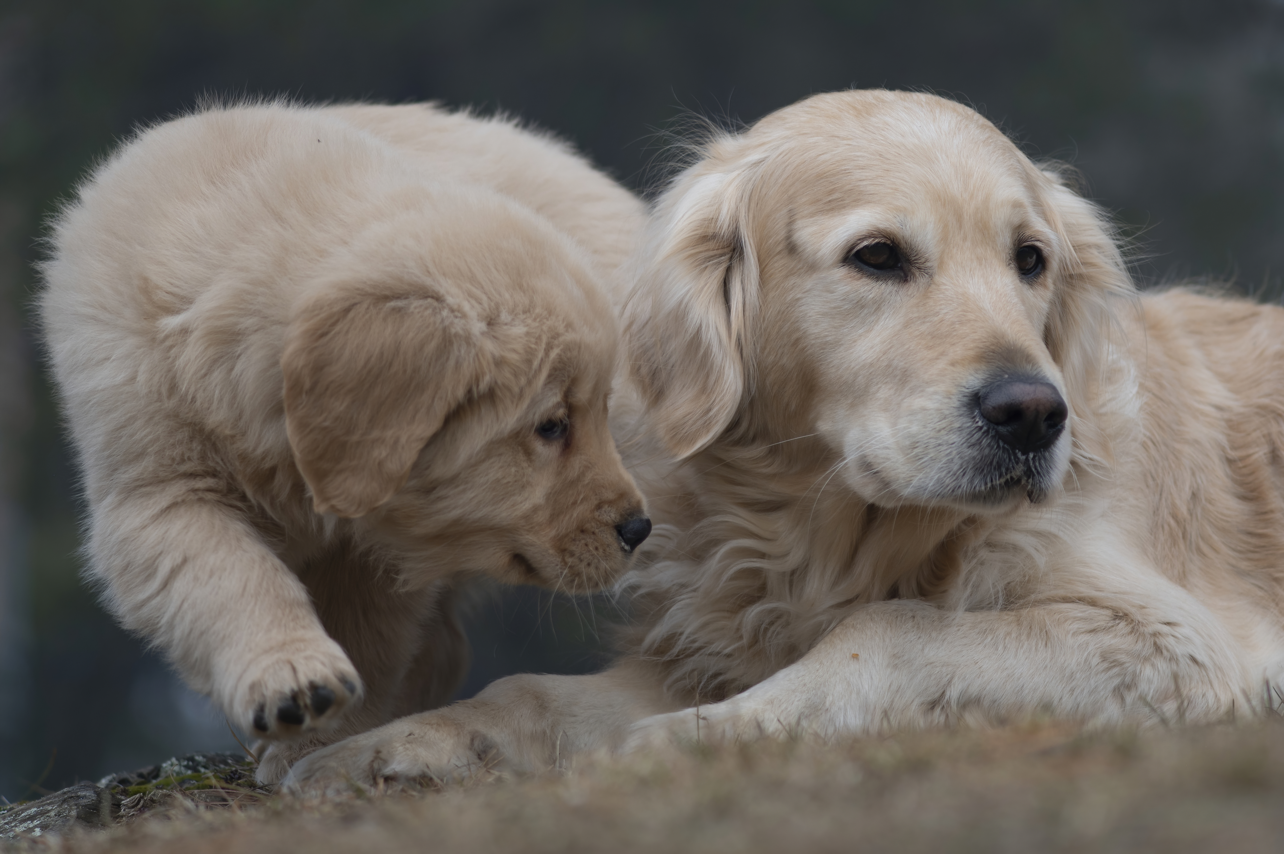 Our Dogs — SRitaPastor370 1 f