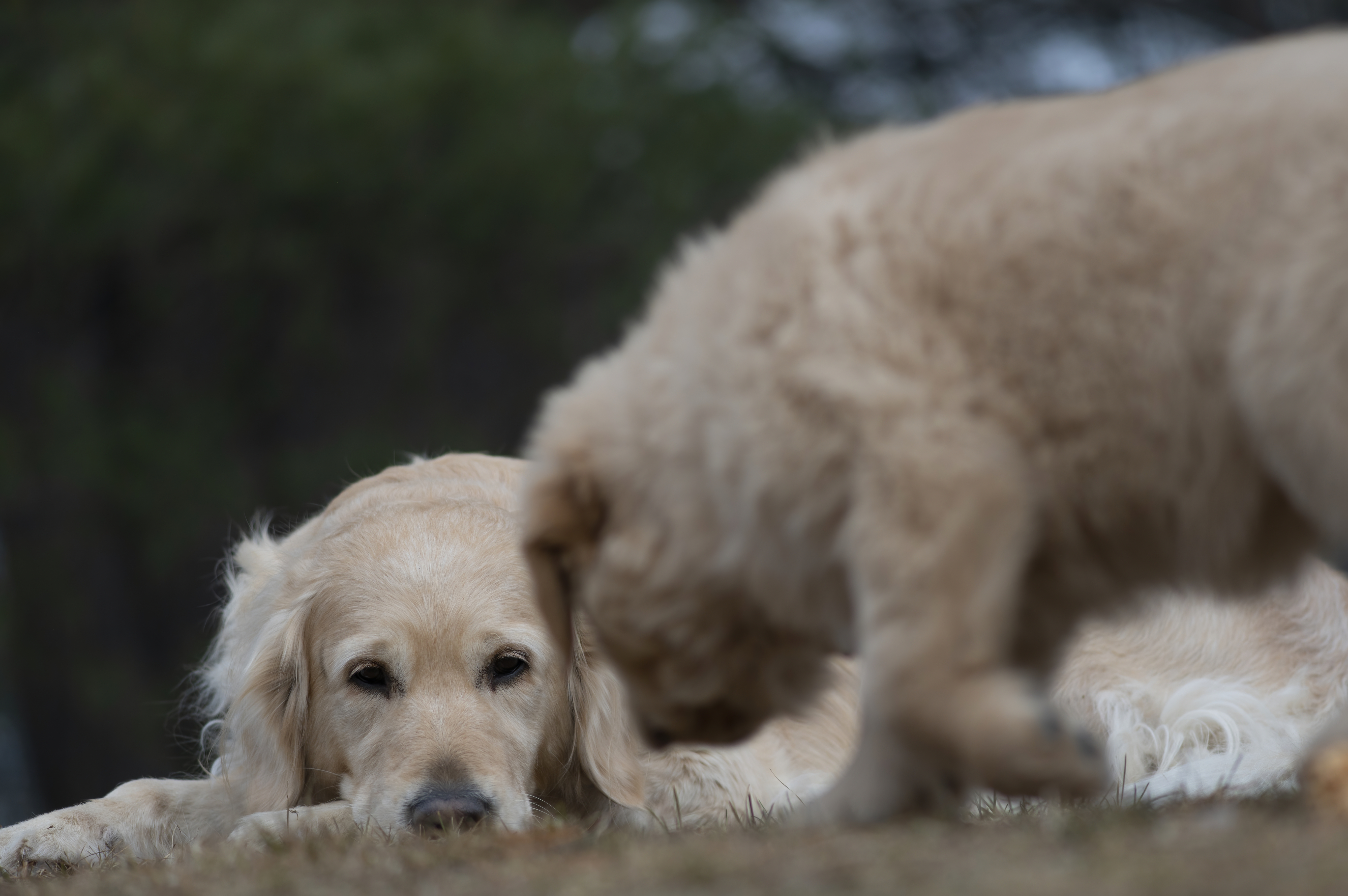 Our Dogs — SRitaPastor388 1 f