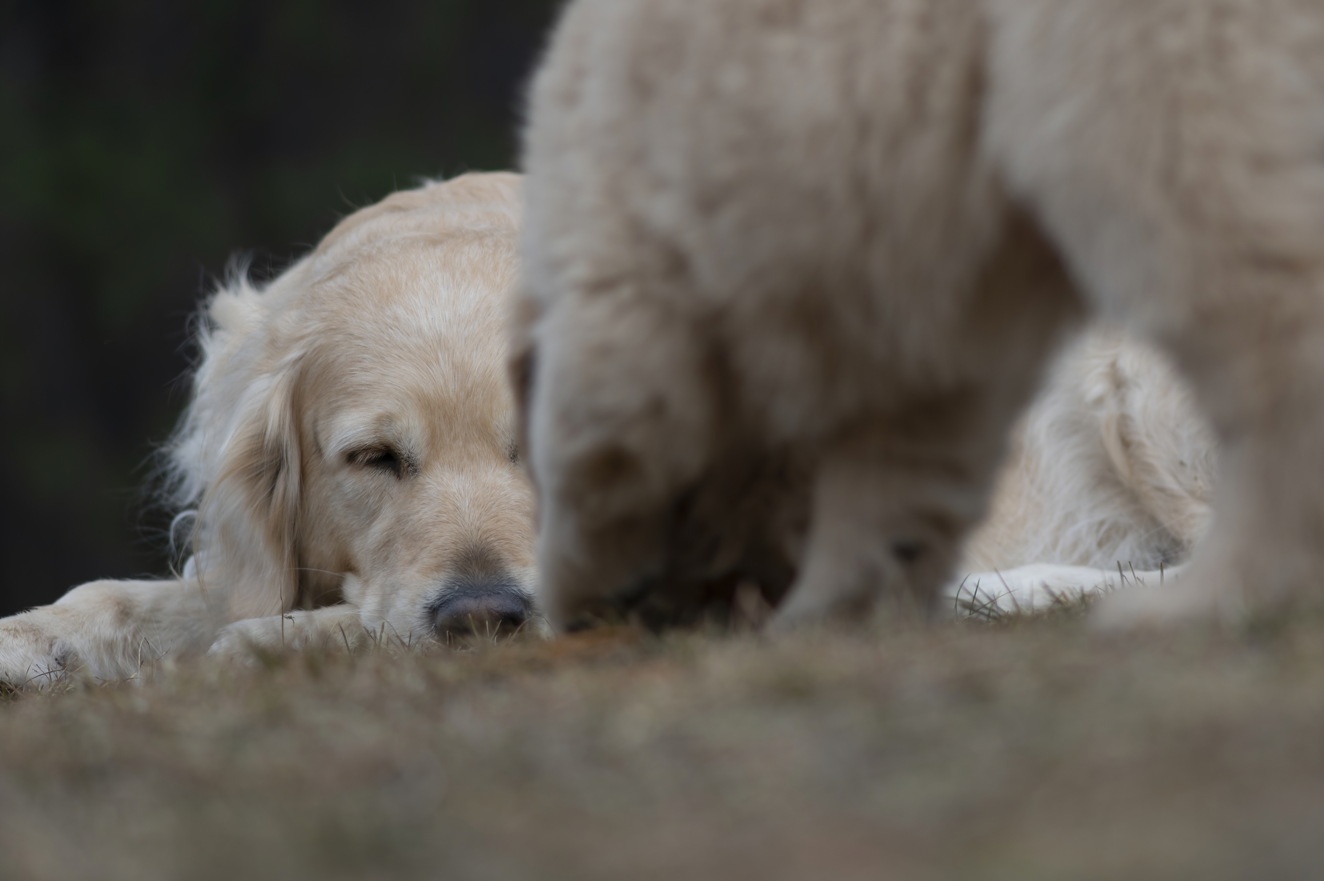 Our Dogs — SRitaPastor403 f