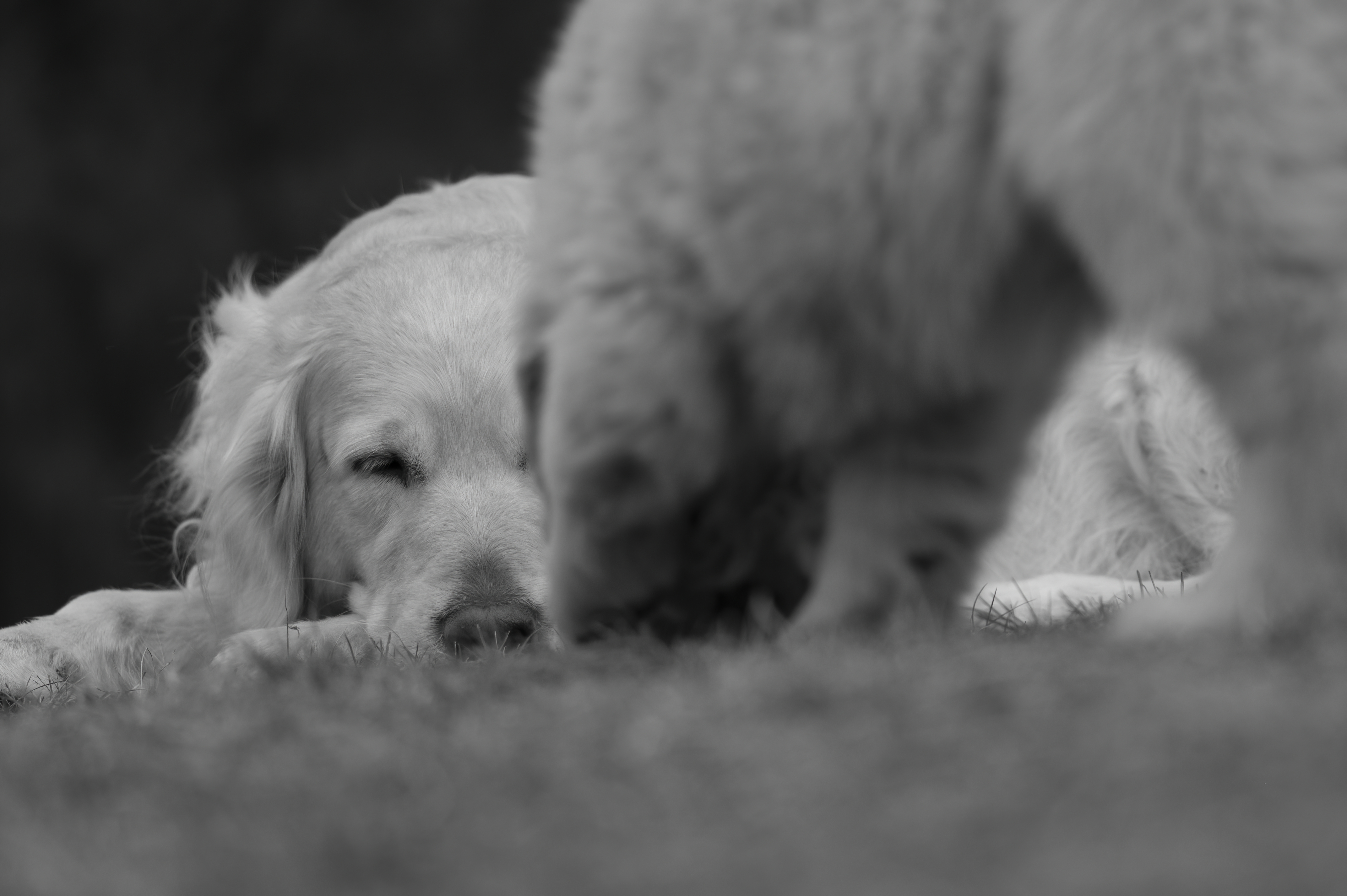 Our Dogs — SRitaPastor403 1 f