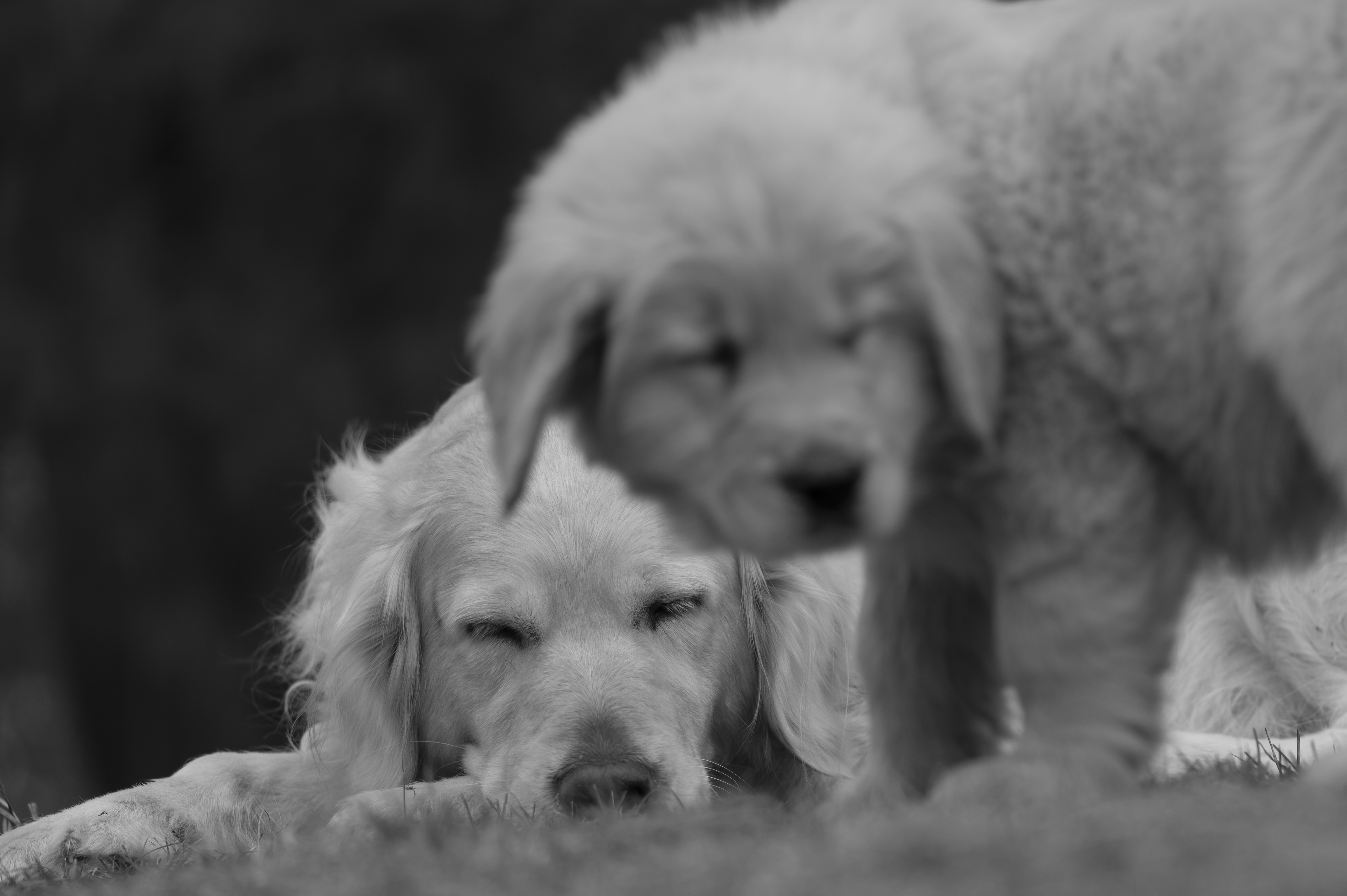 Our Dogs — SRitaPastor418 f