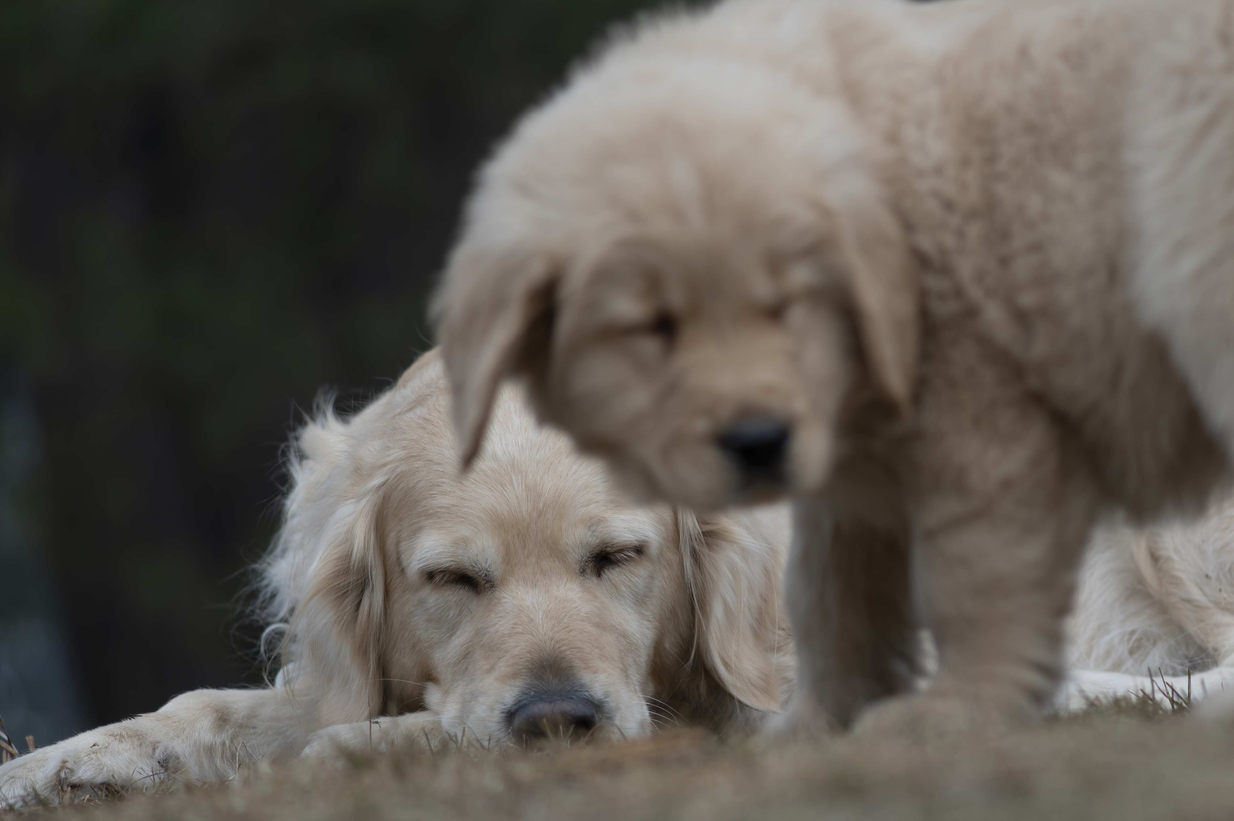 Our Dogs — SRitaPastor418 1 f