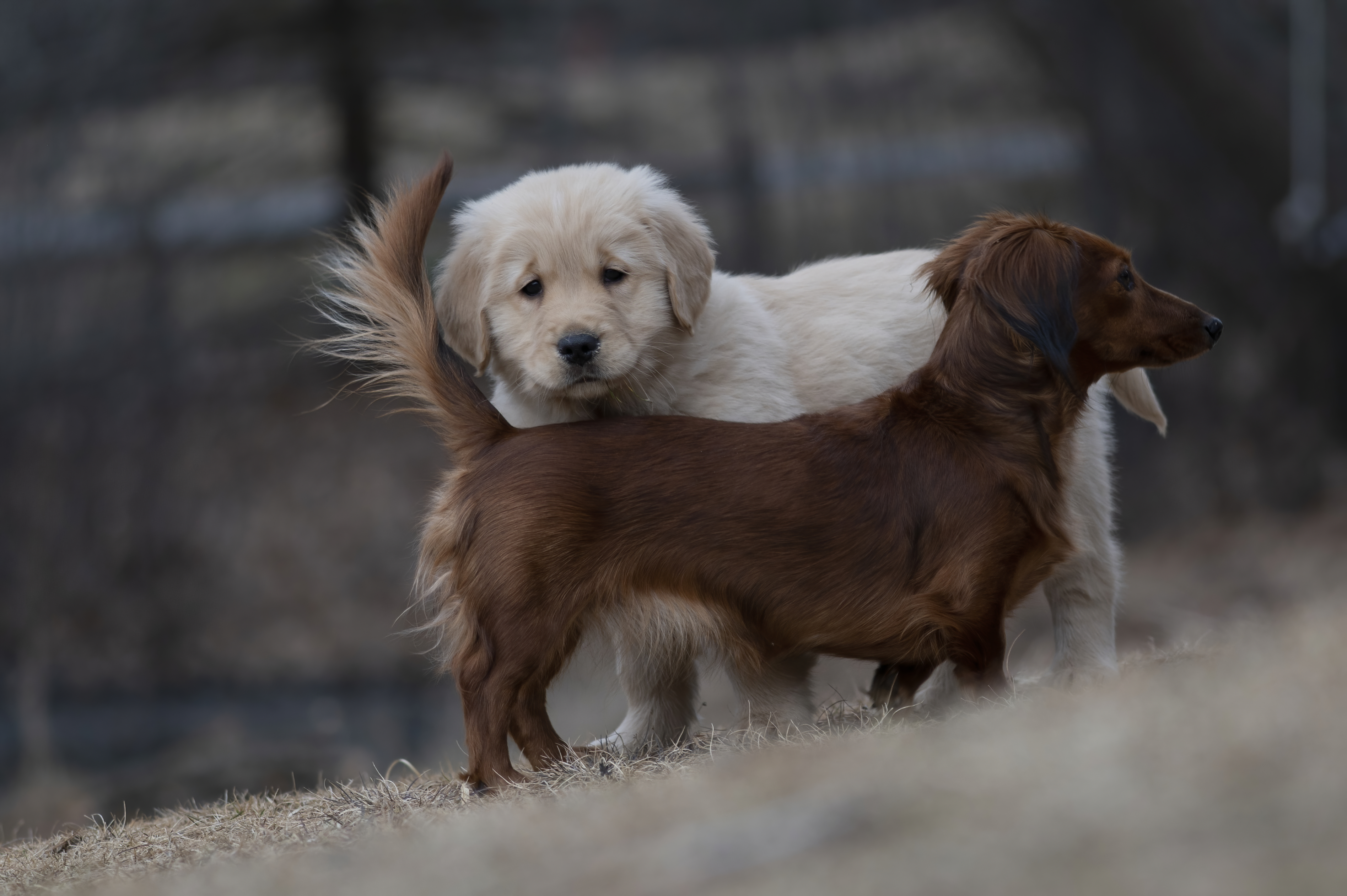 Our Dogs — SRitaPastor485 f