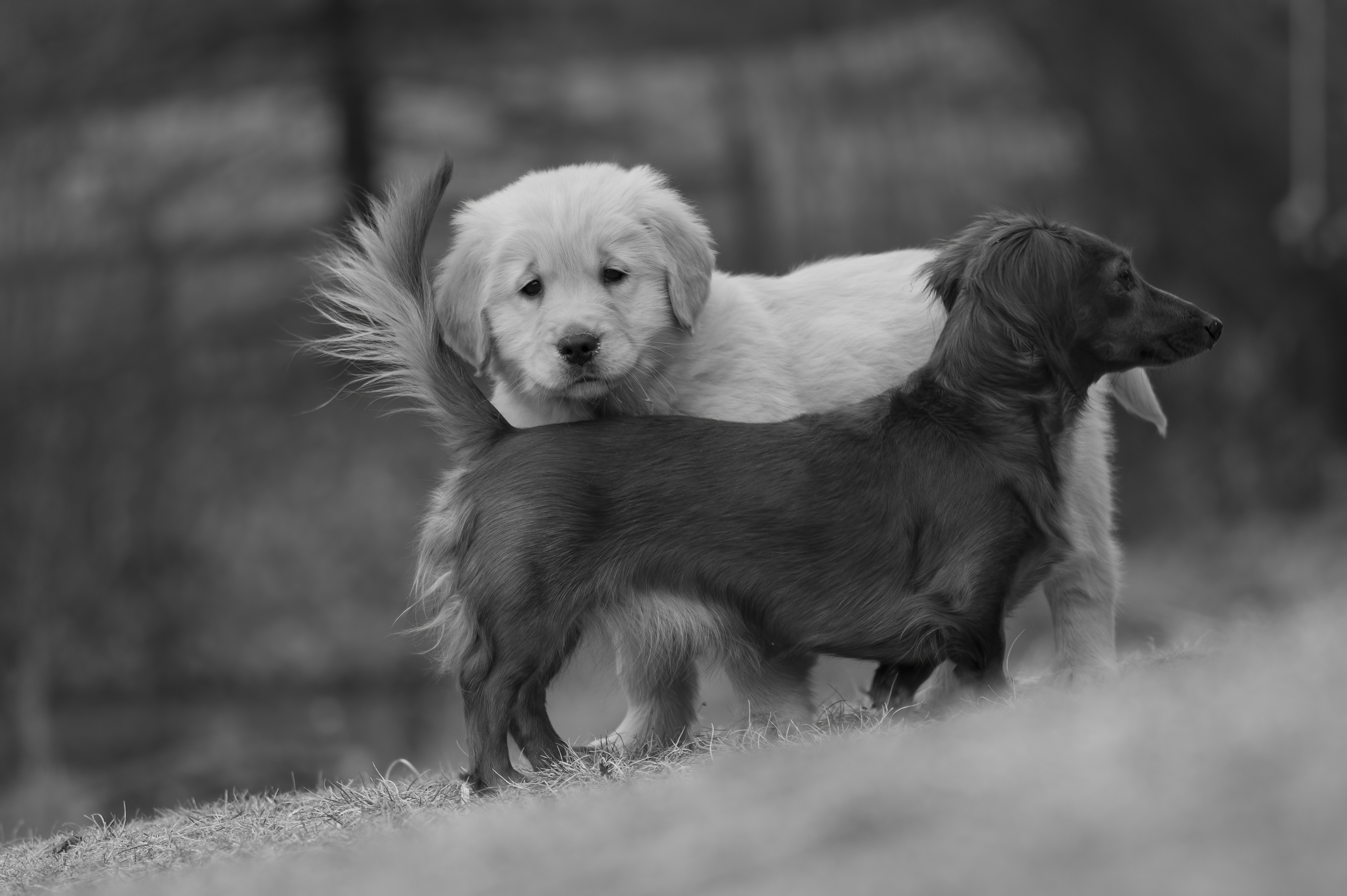 Our Dogs — SRitaPastor485 1 f