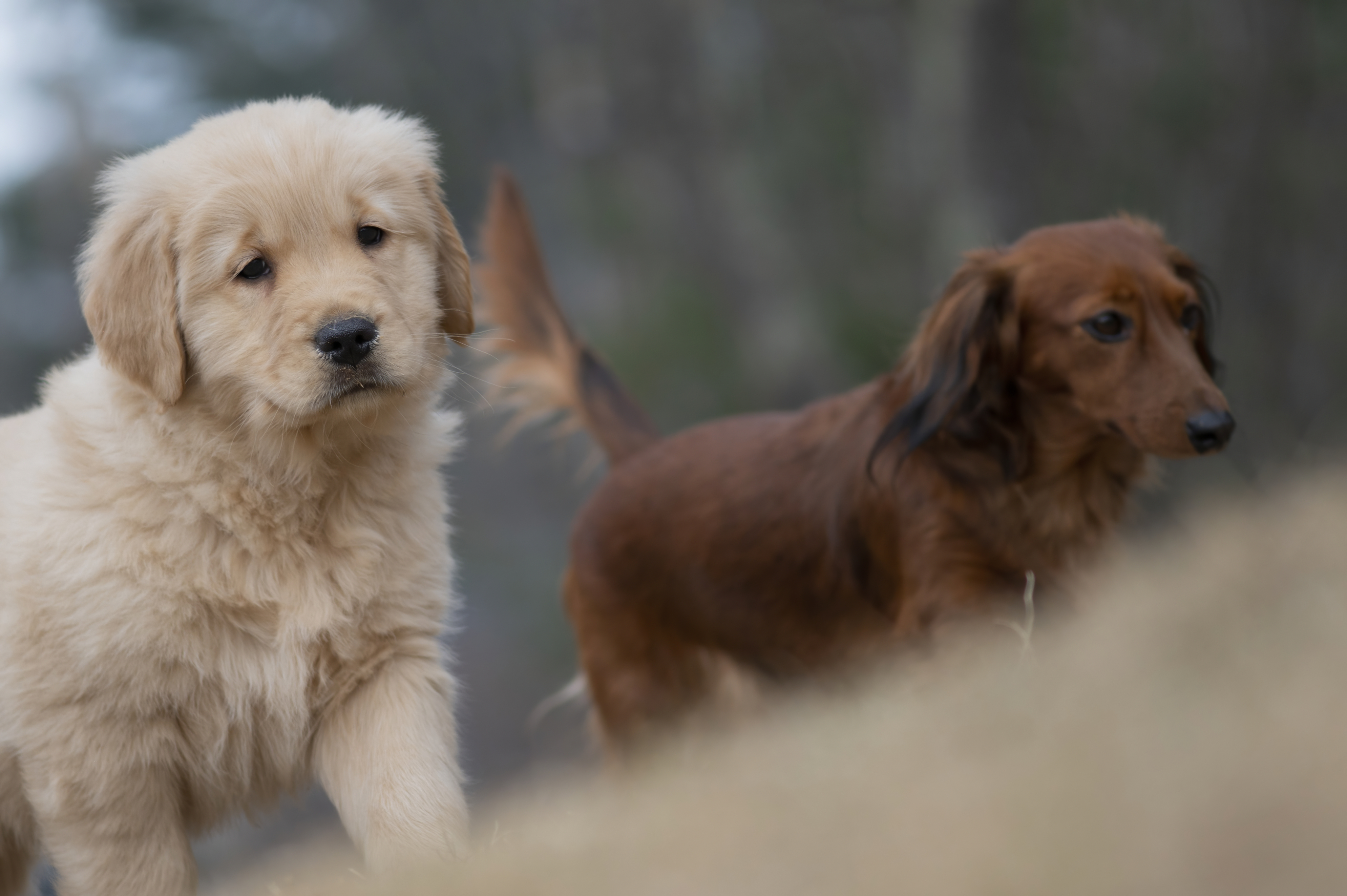 Our Dogs — SRitaPastor497 1 f