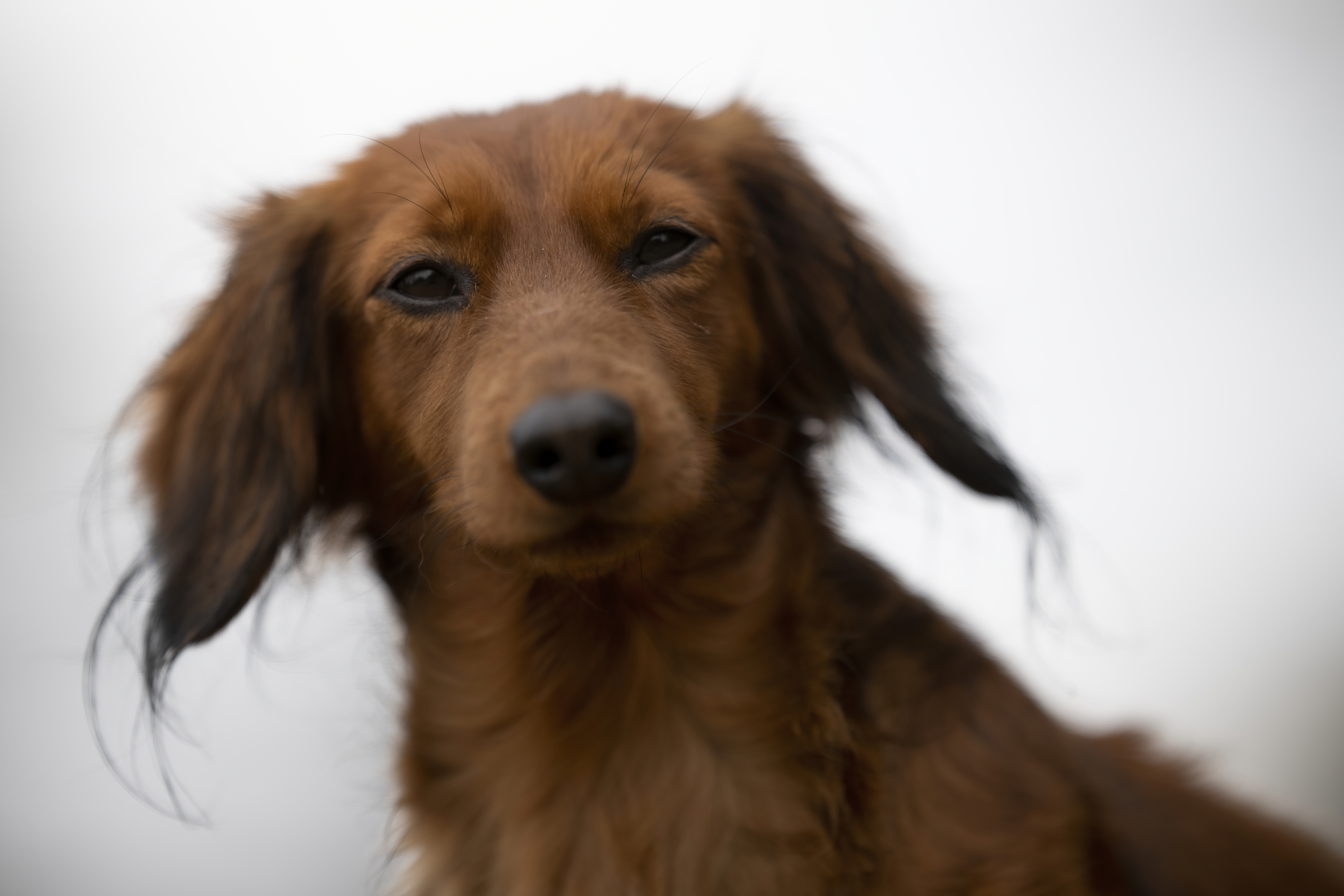 Our Dogs — RitaKelsey350 2 f