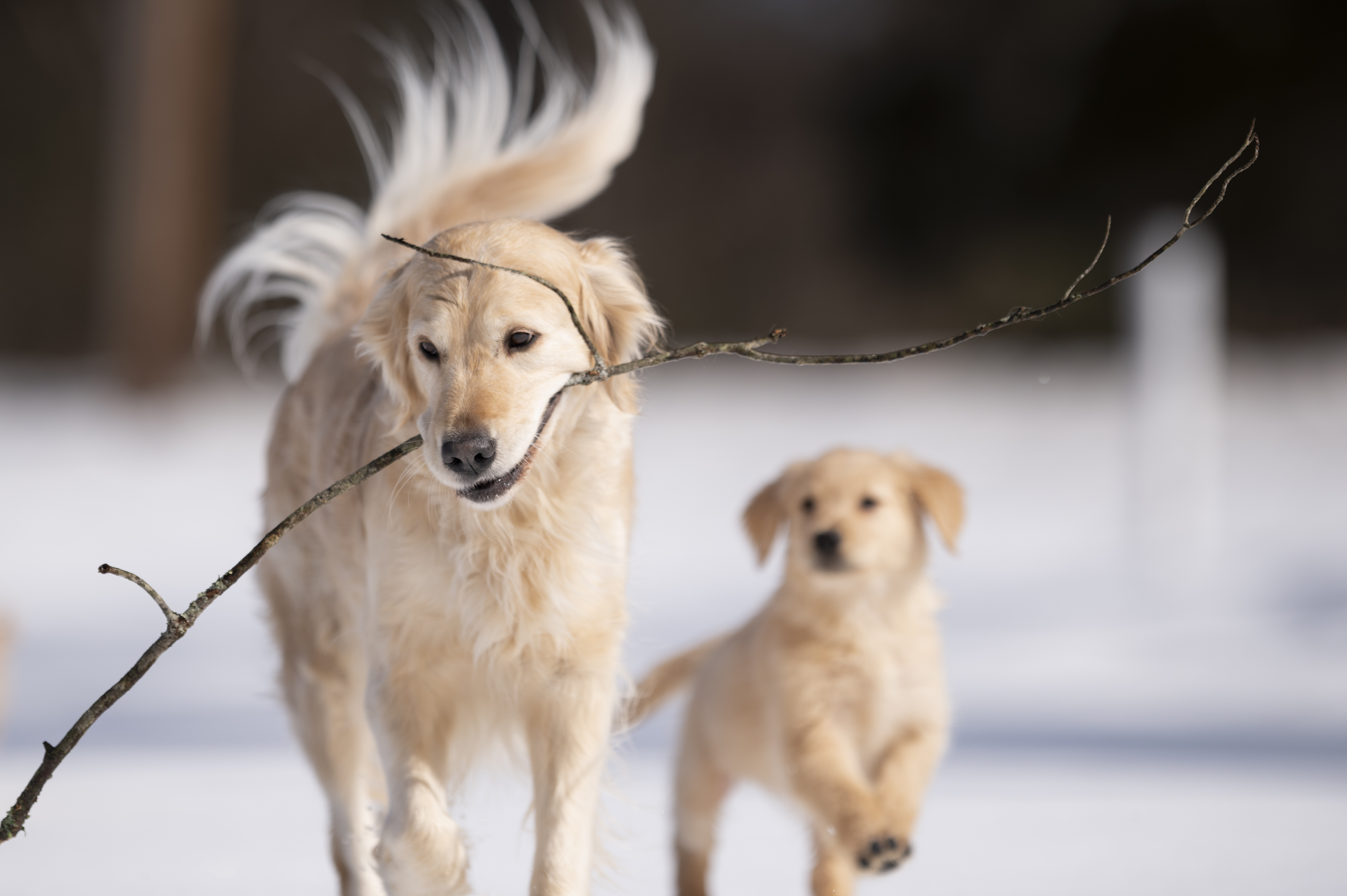 Our Dogs — CaroliVioletPups322