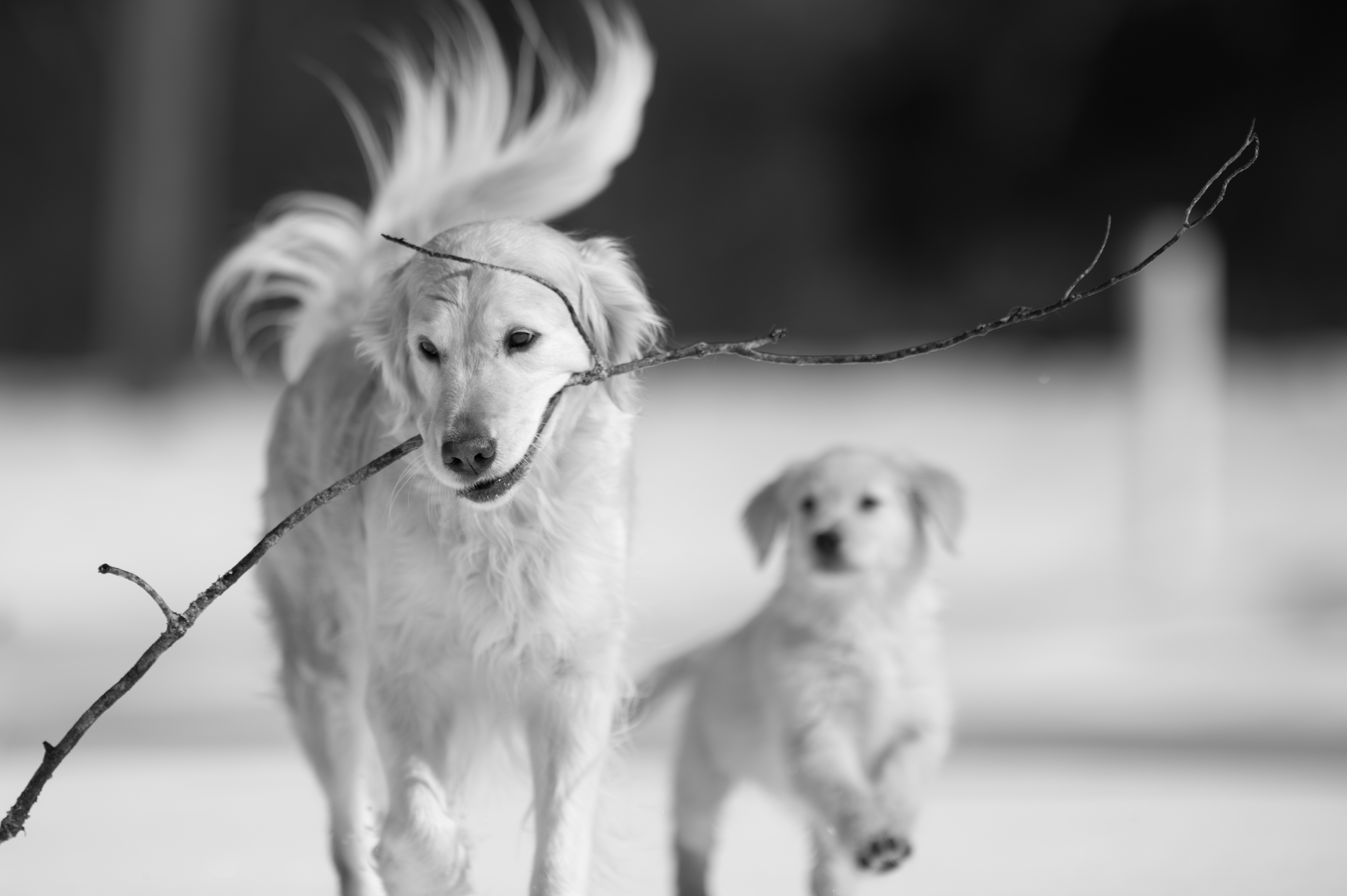 Our Dogs — CaroliVioletPups322 1