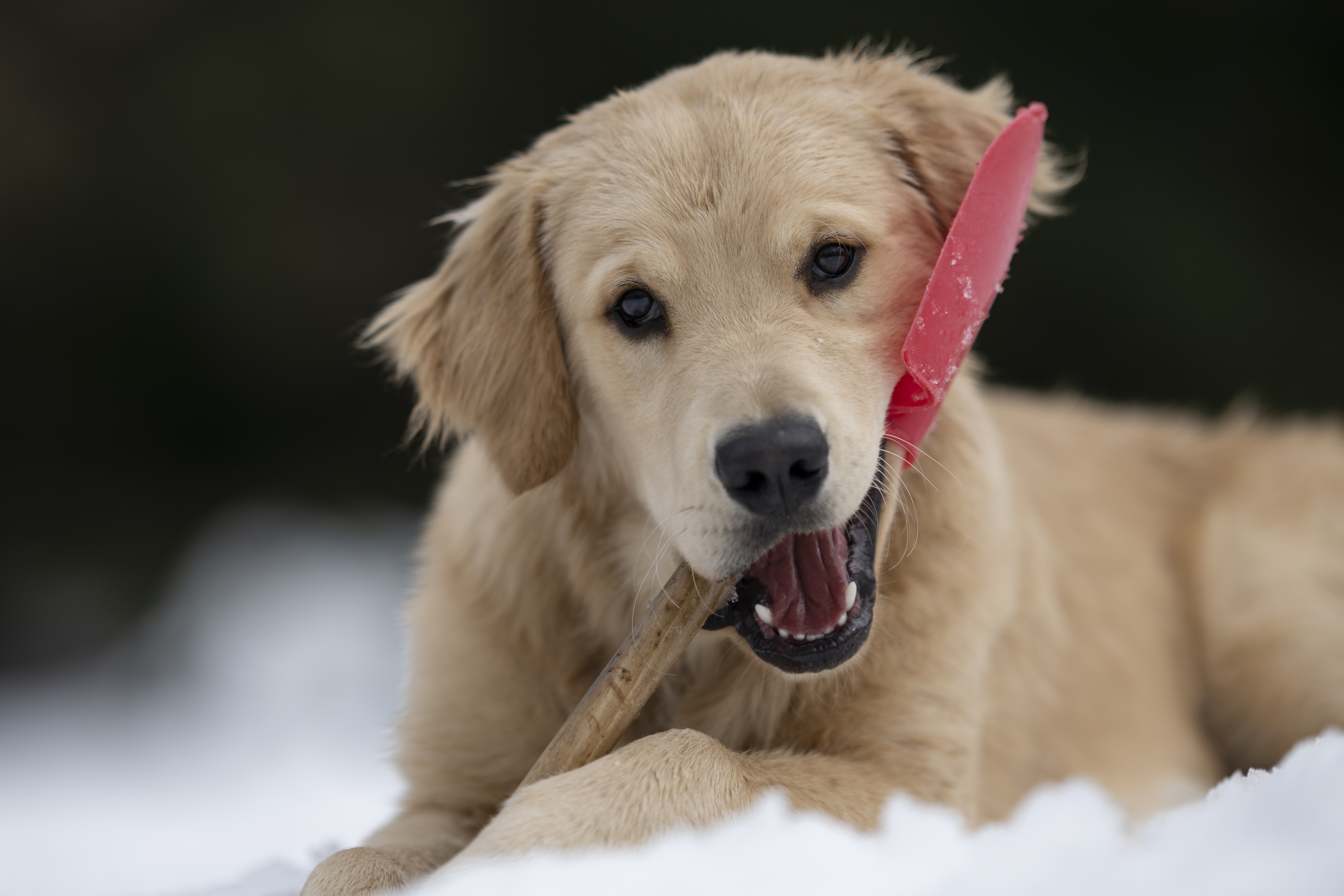 Our Dogs — DanYellow039