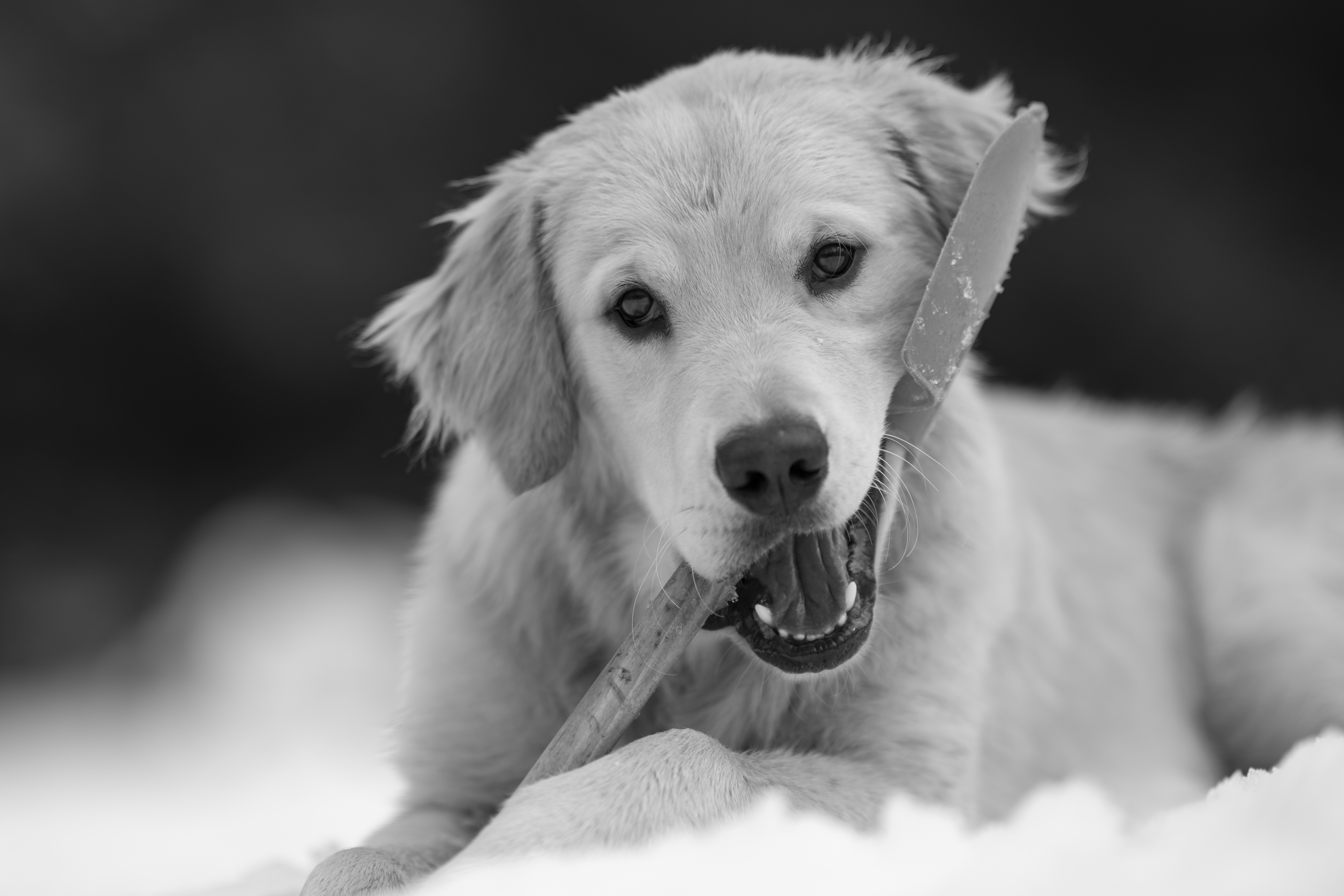 Our Dogs — DanYellow039 1