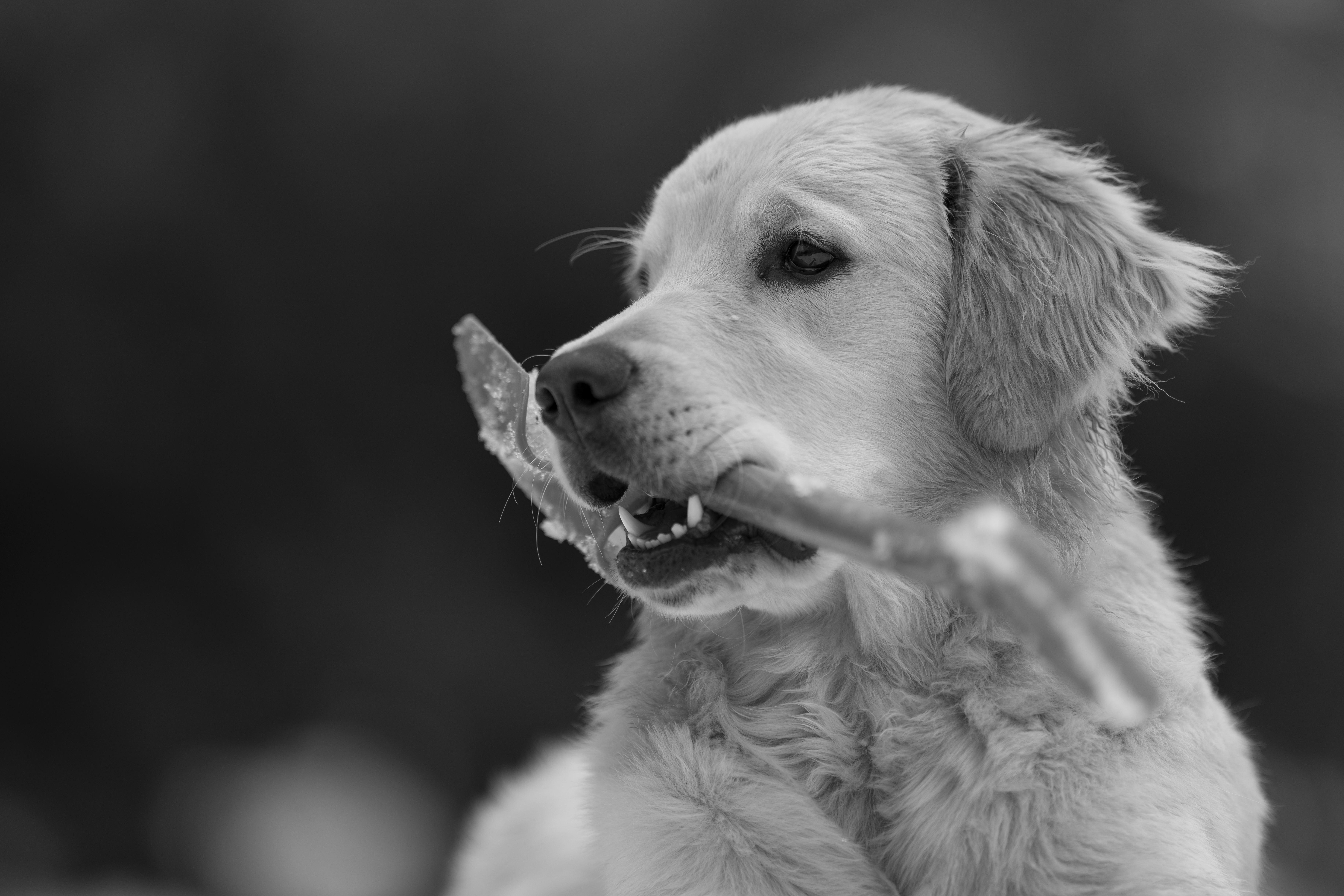 Our Dogs — DanYellow182