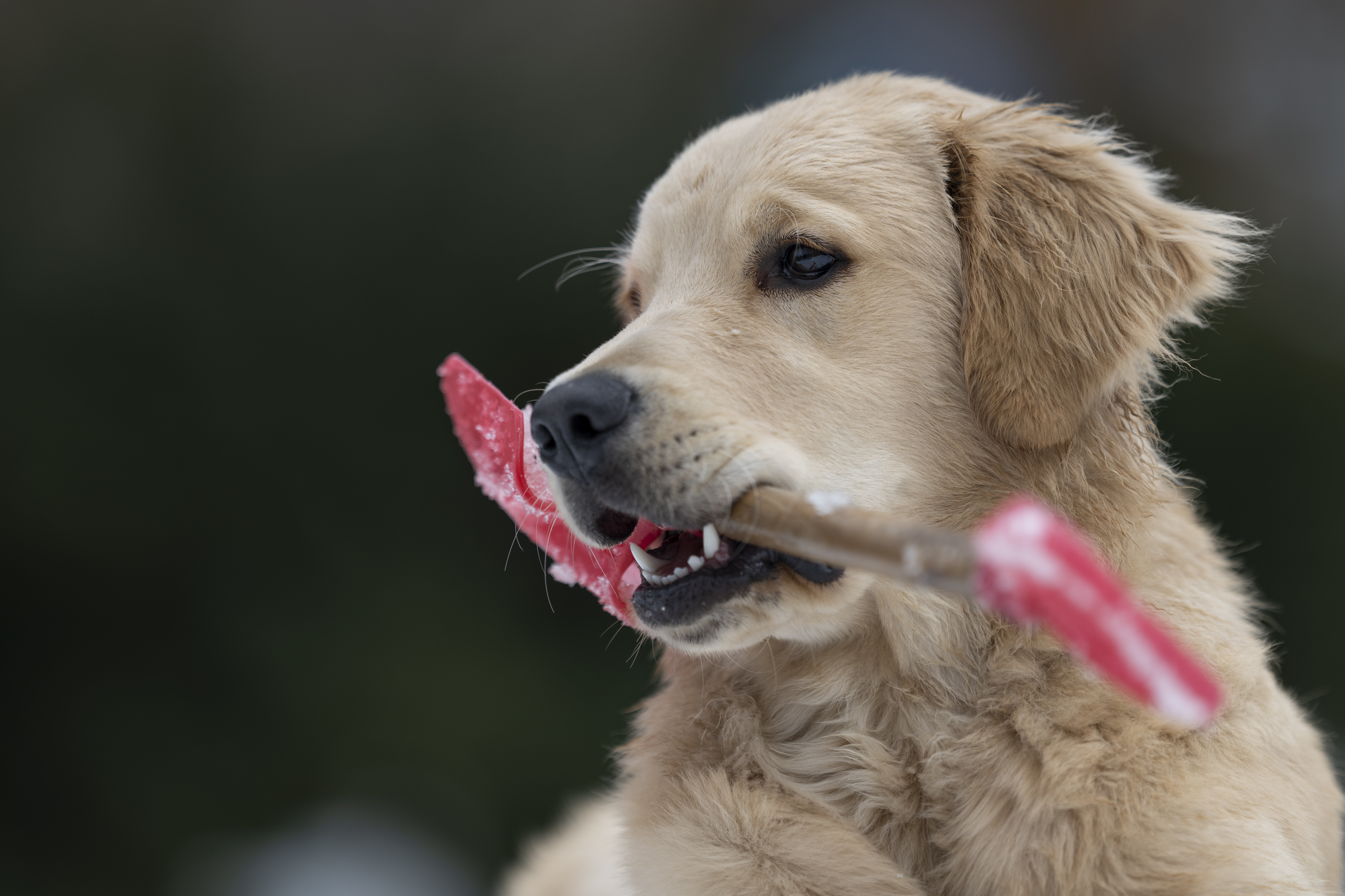 Our Dogs — DanYellow182 1