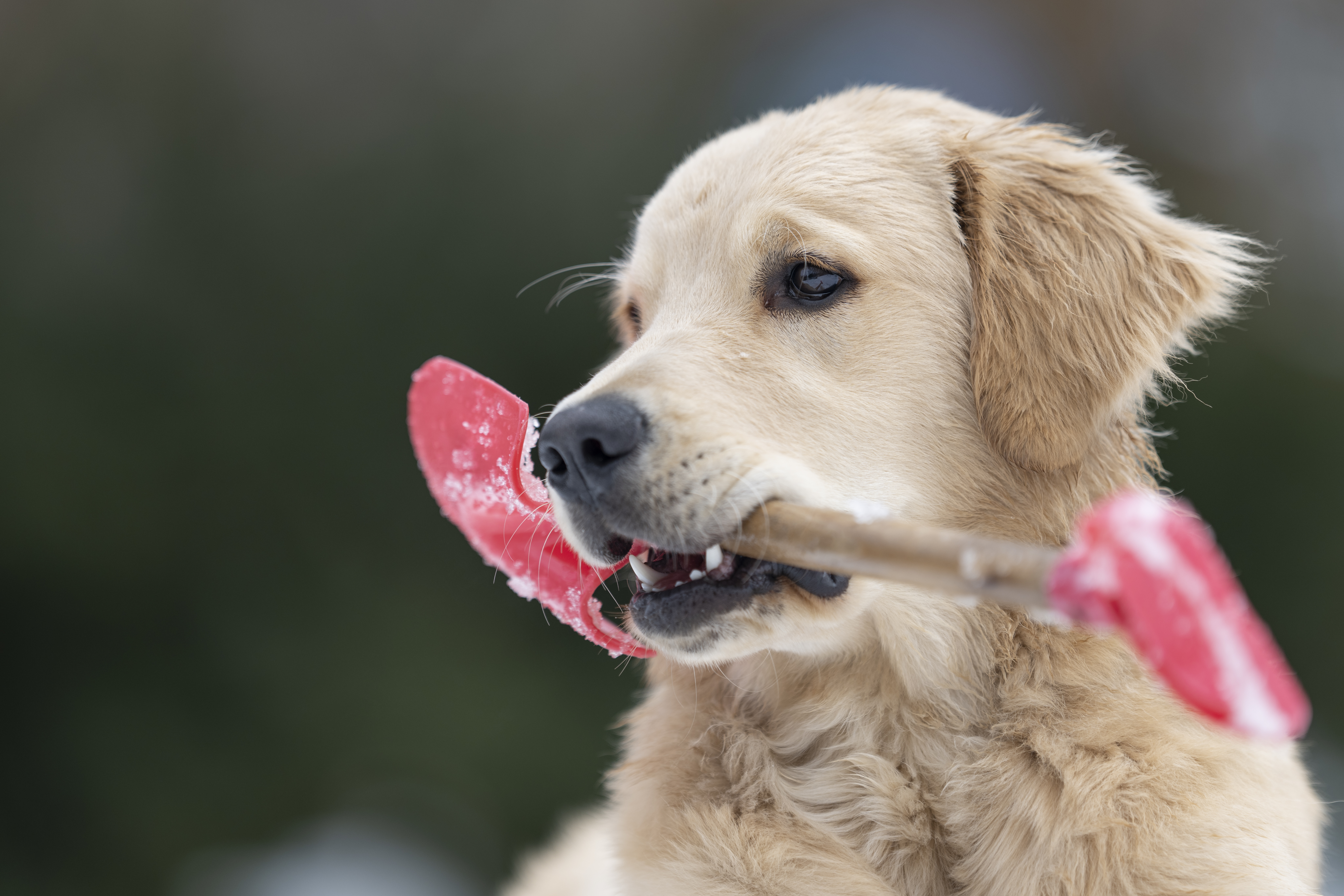 Our Dogs — DanYellow194