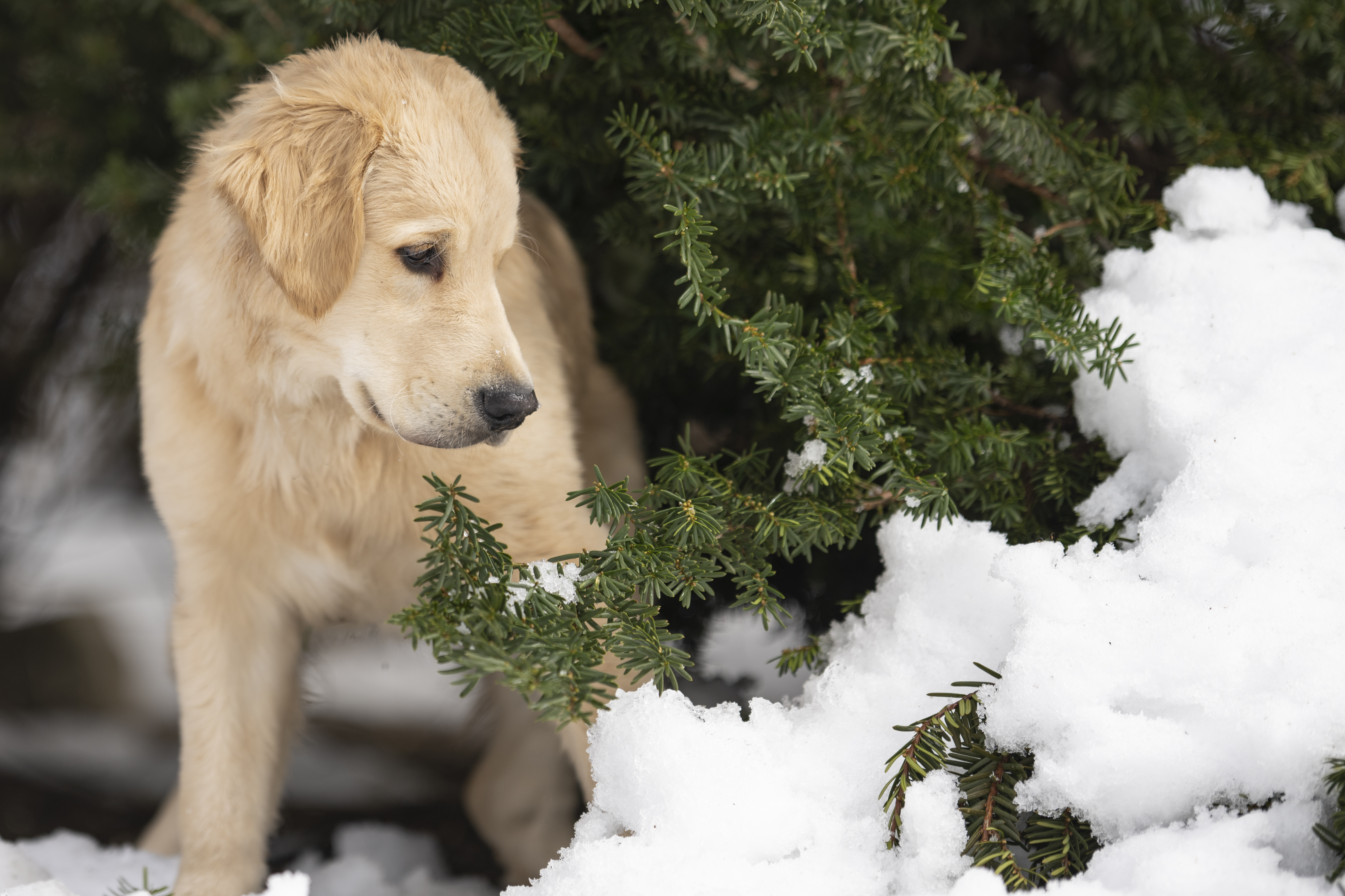 Our Dogs — DanYellow297