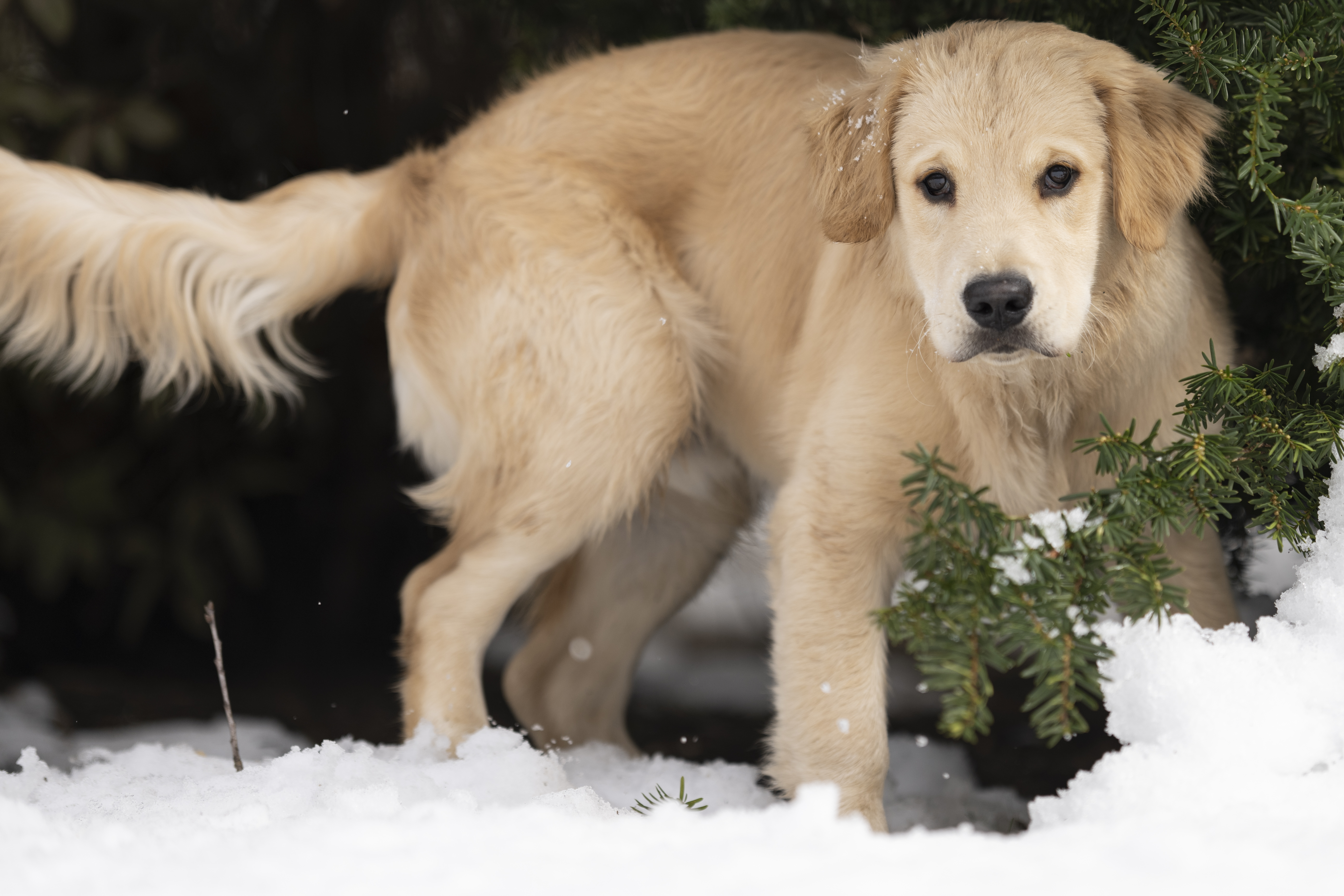 Our Dogs — DanYellow300